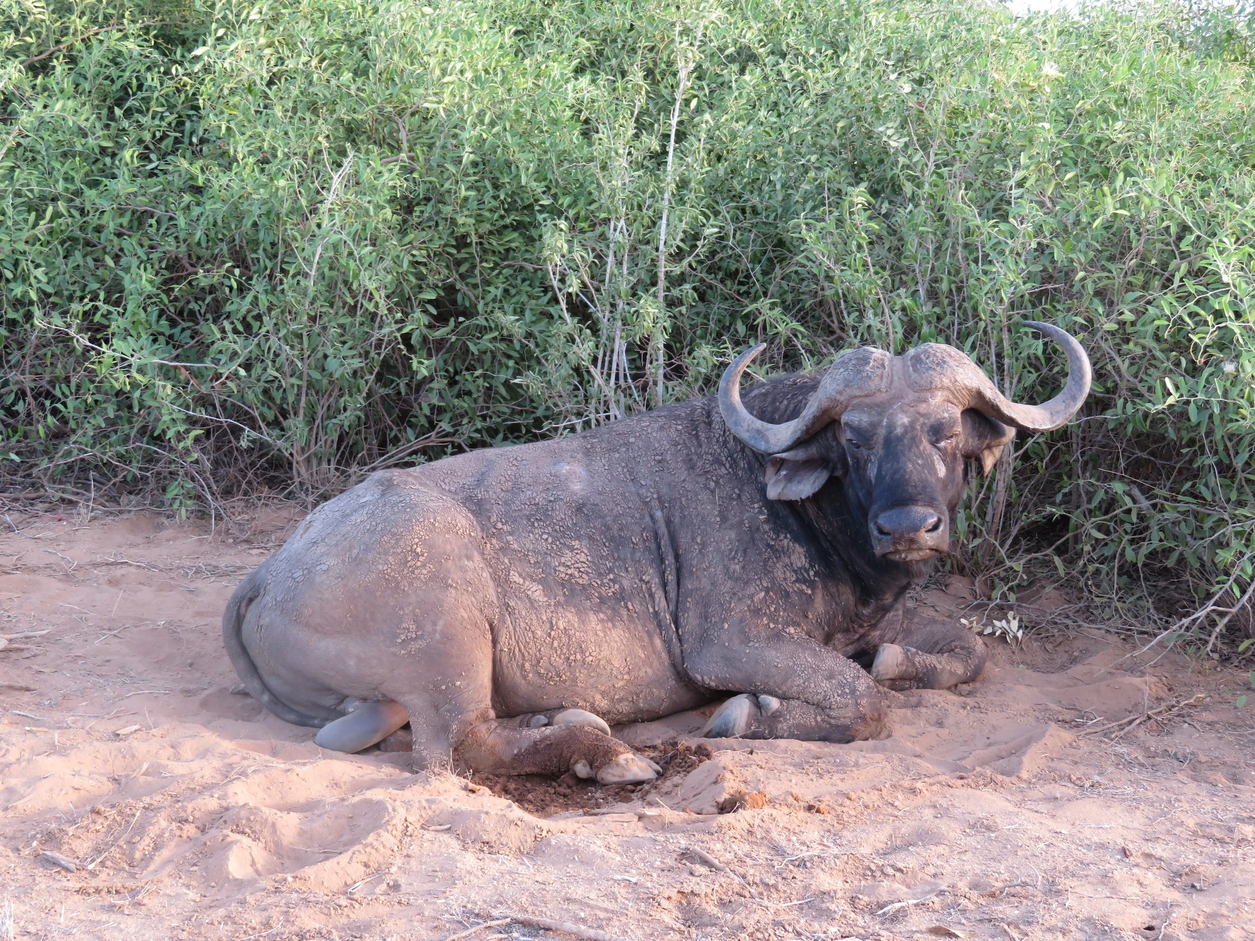 Cape Buffalo