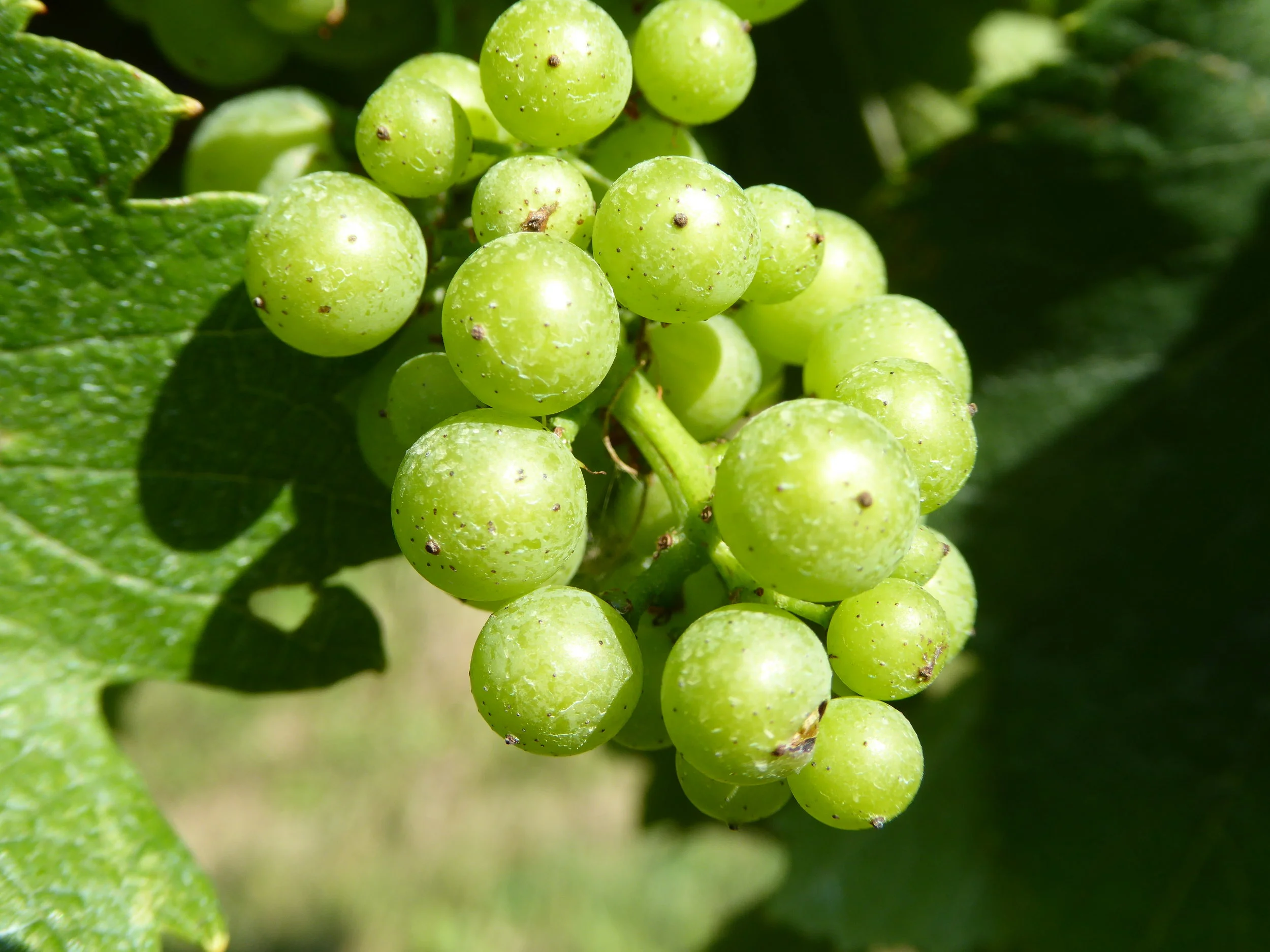 Slovenia Grapes
