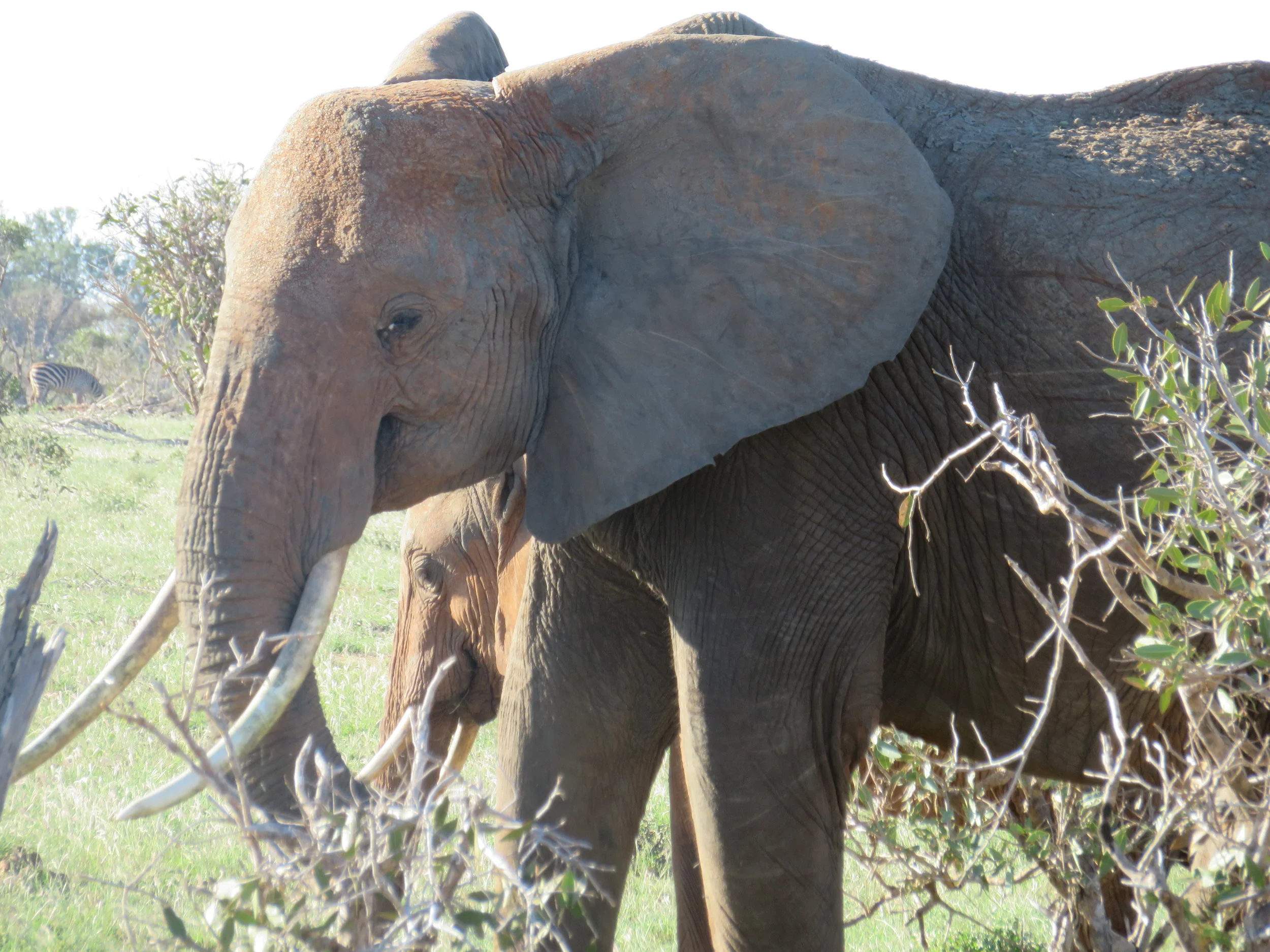 Elephants Tsavo East National Park