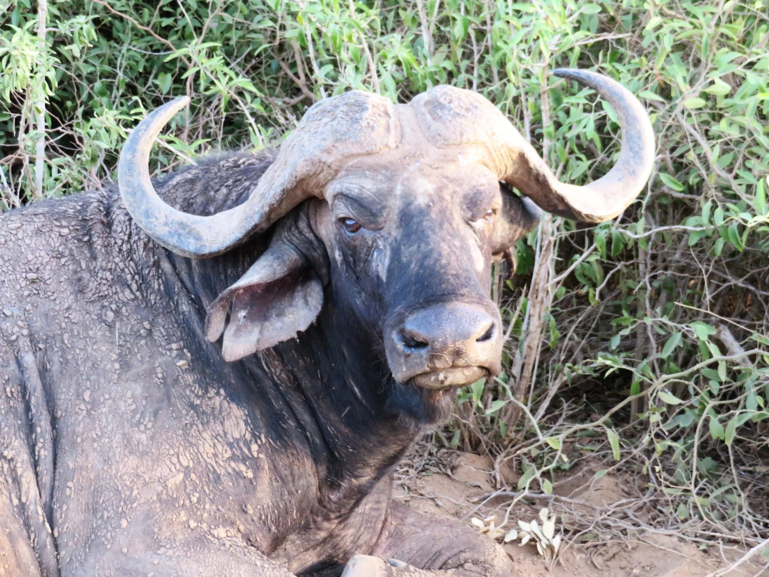 Cape Buffalo