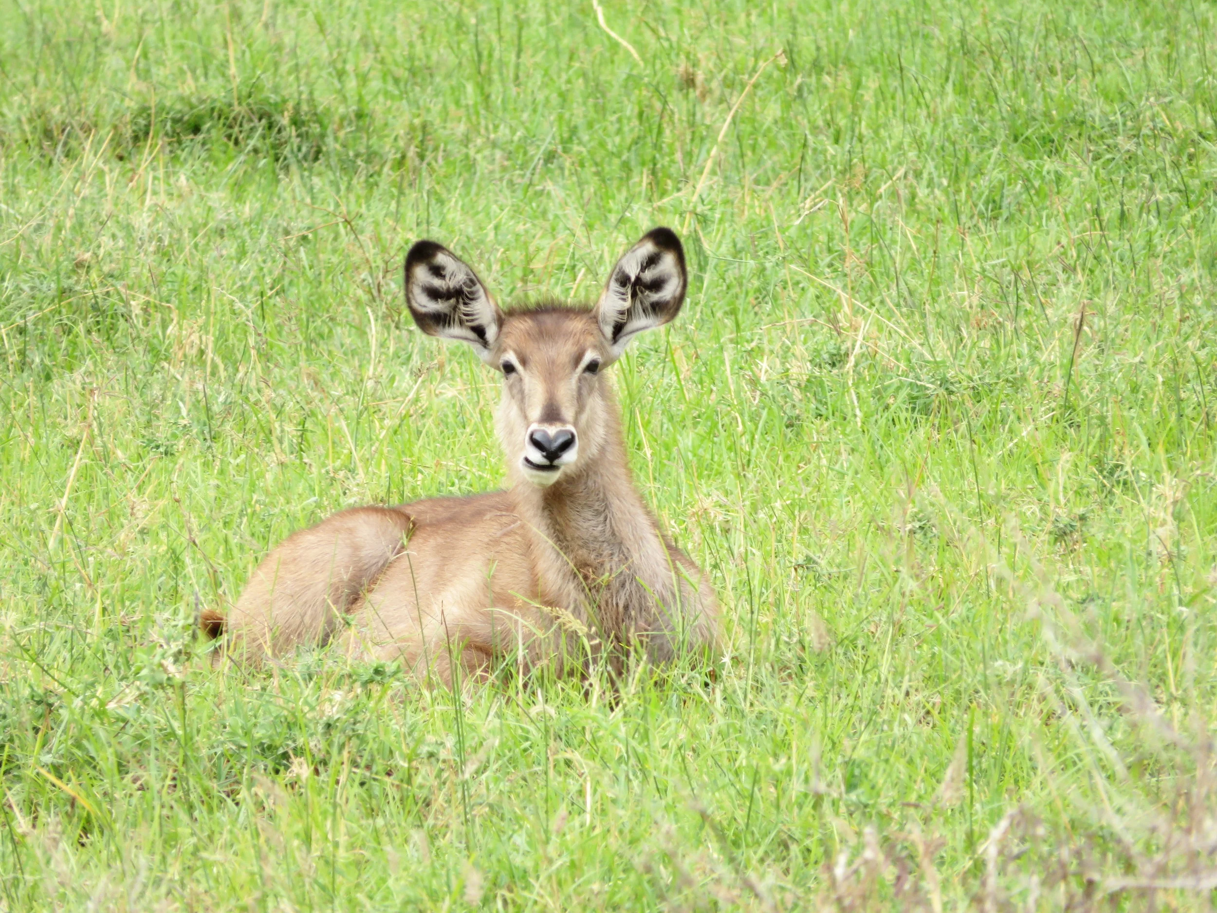 Steenbok