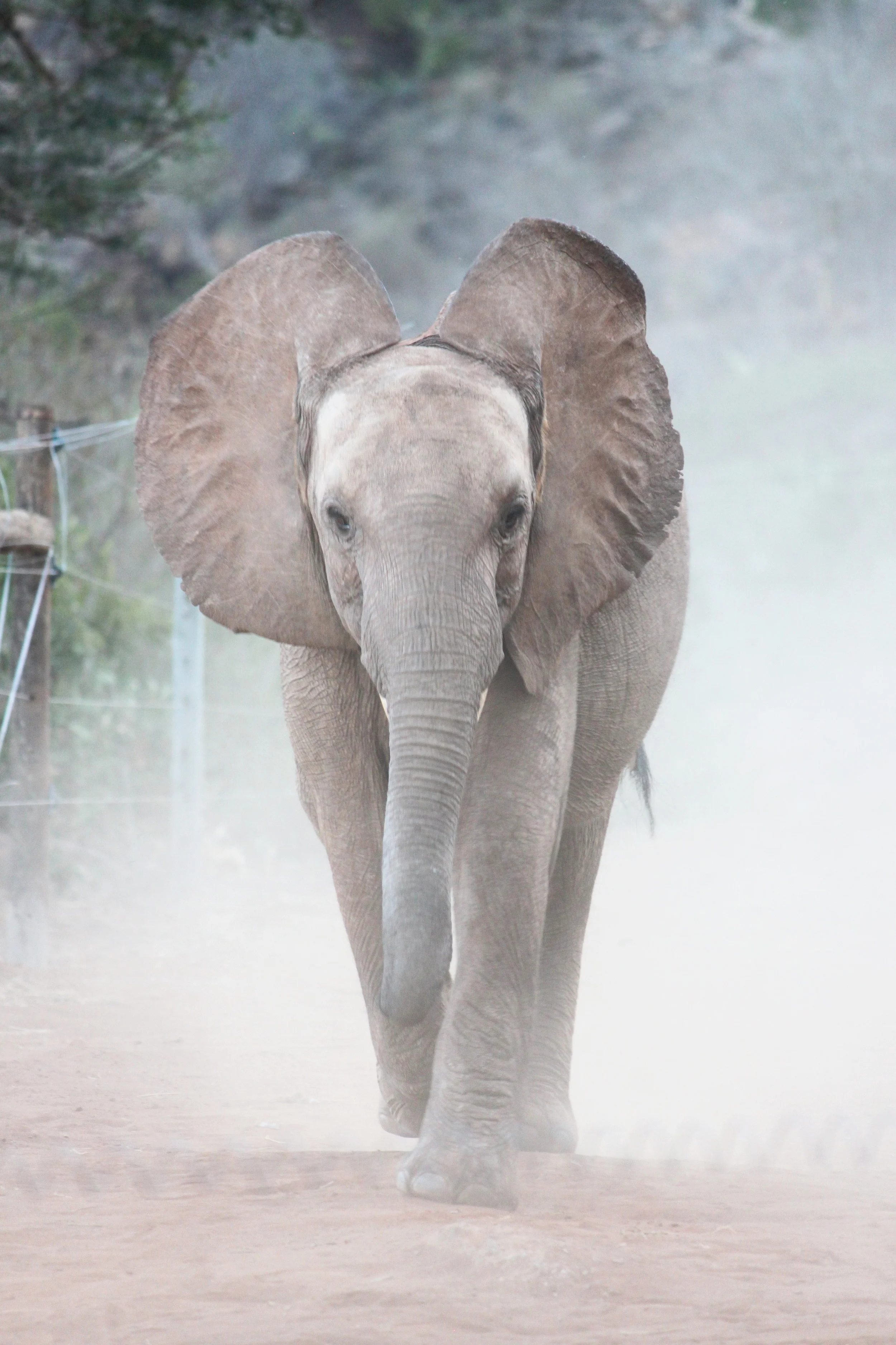 The David Sheldrick Foundation