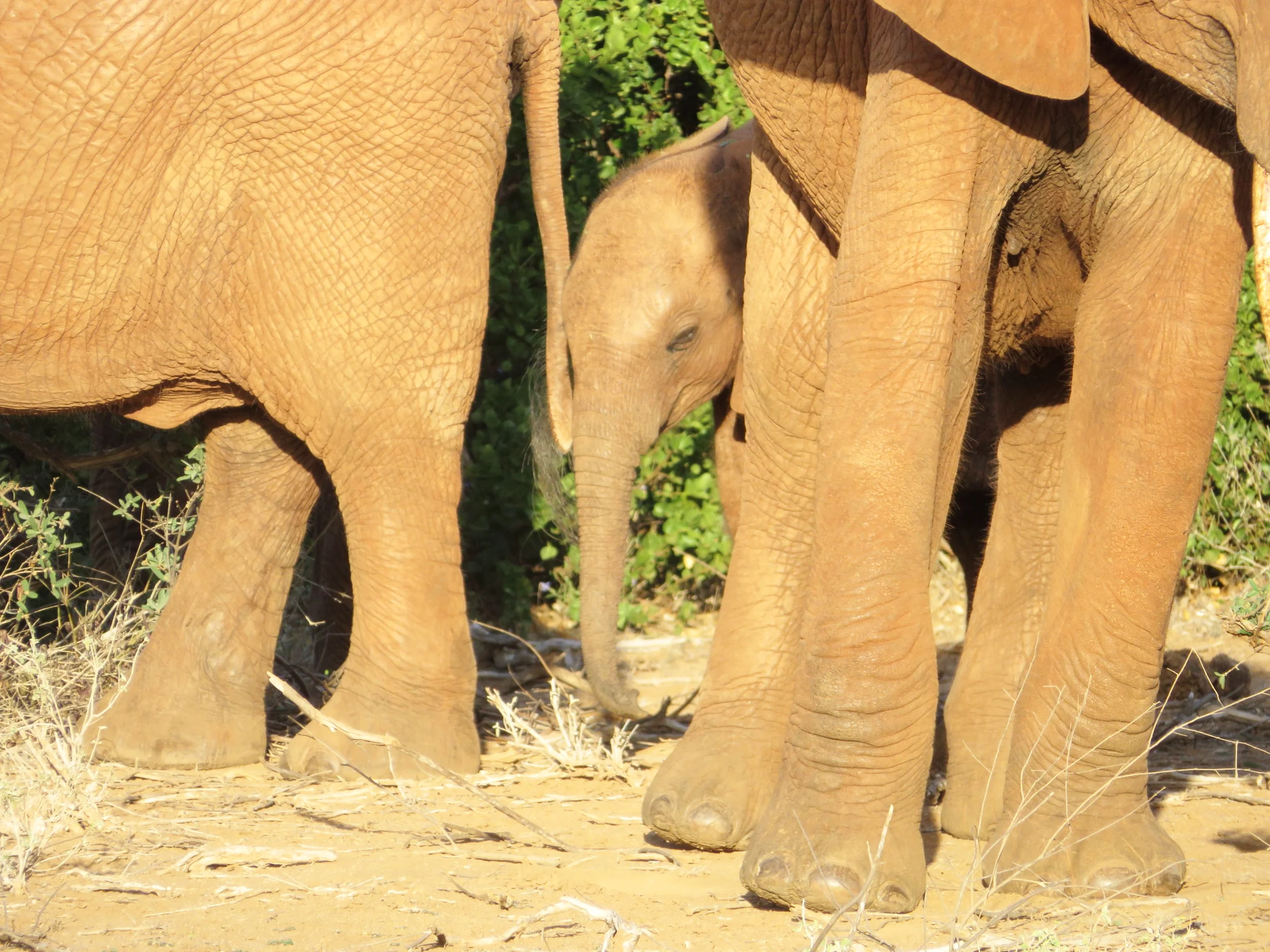 Tsavo East National Park