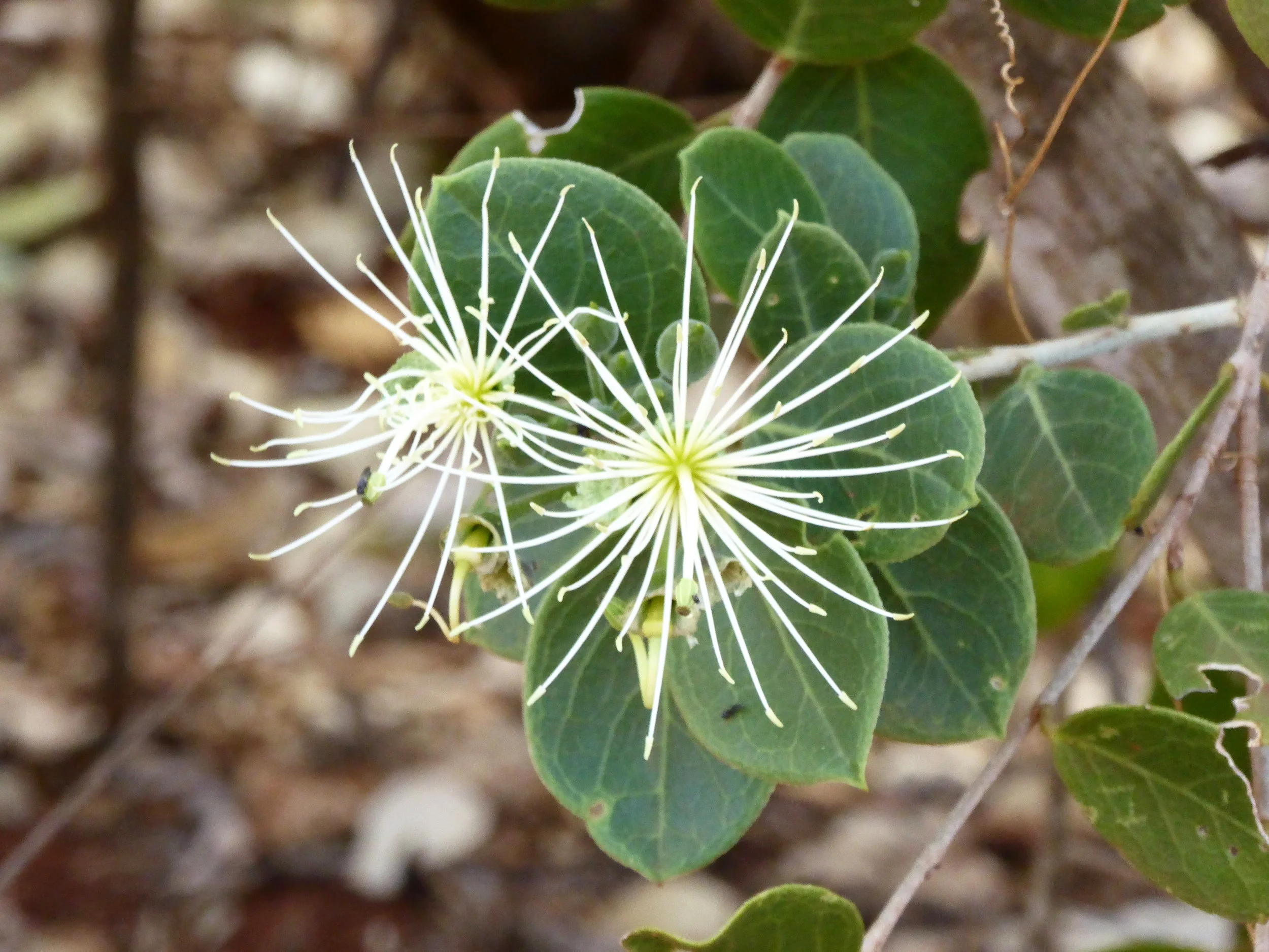 Flower