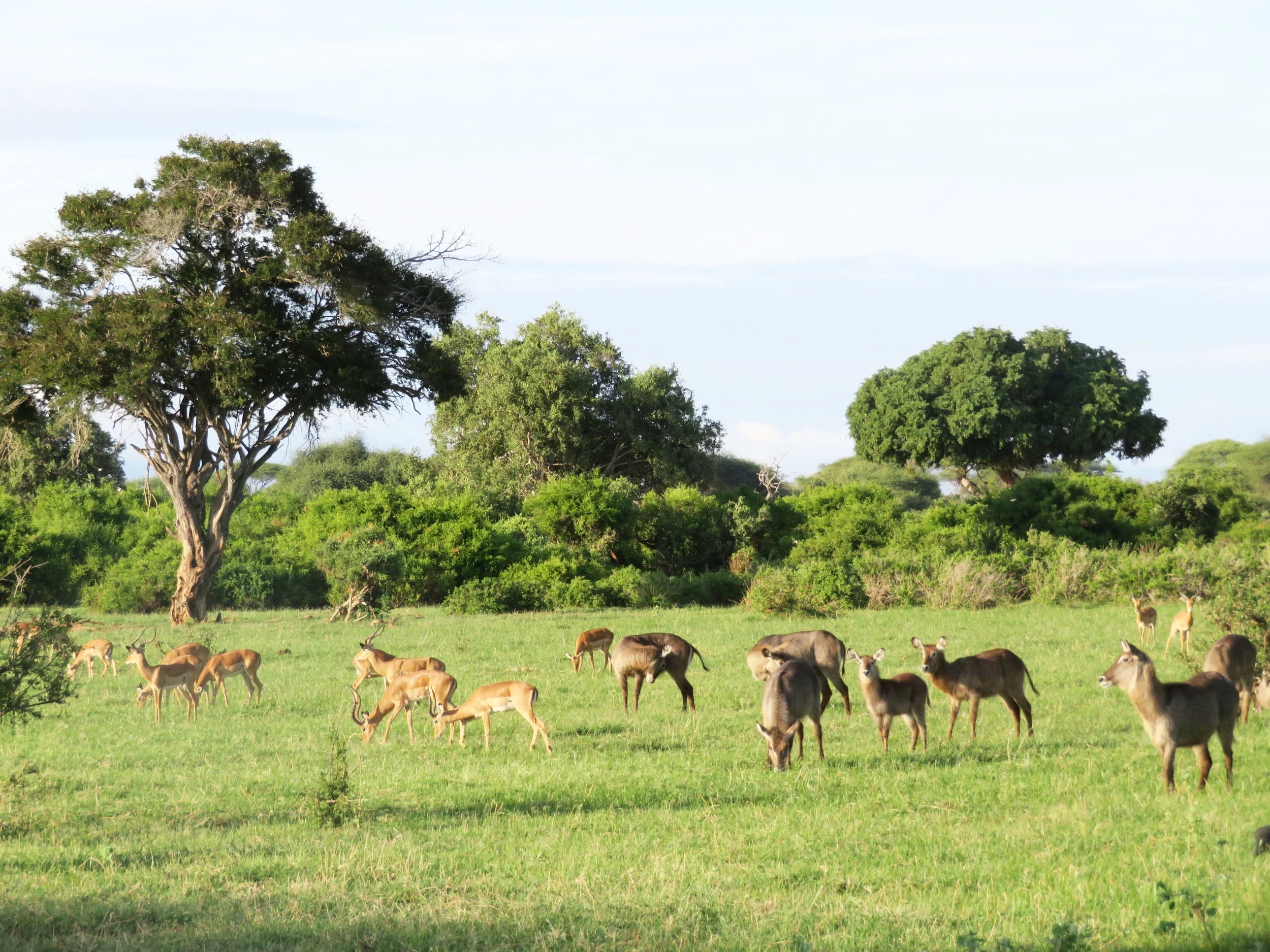 Tsavo East National Park