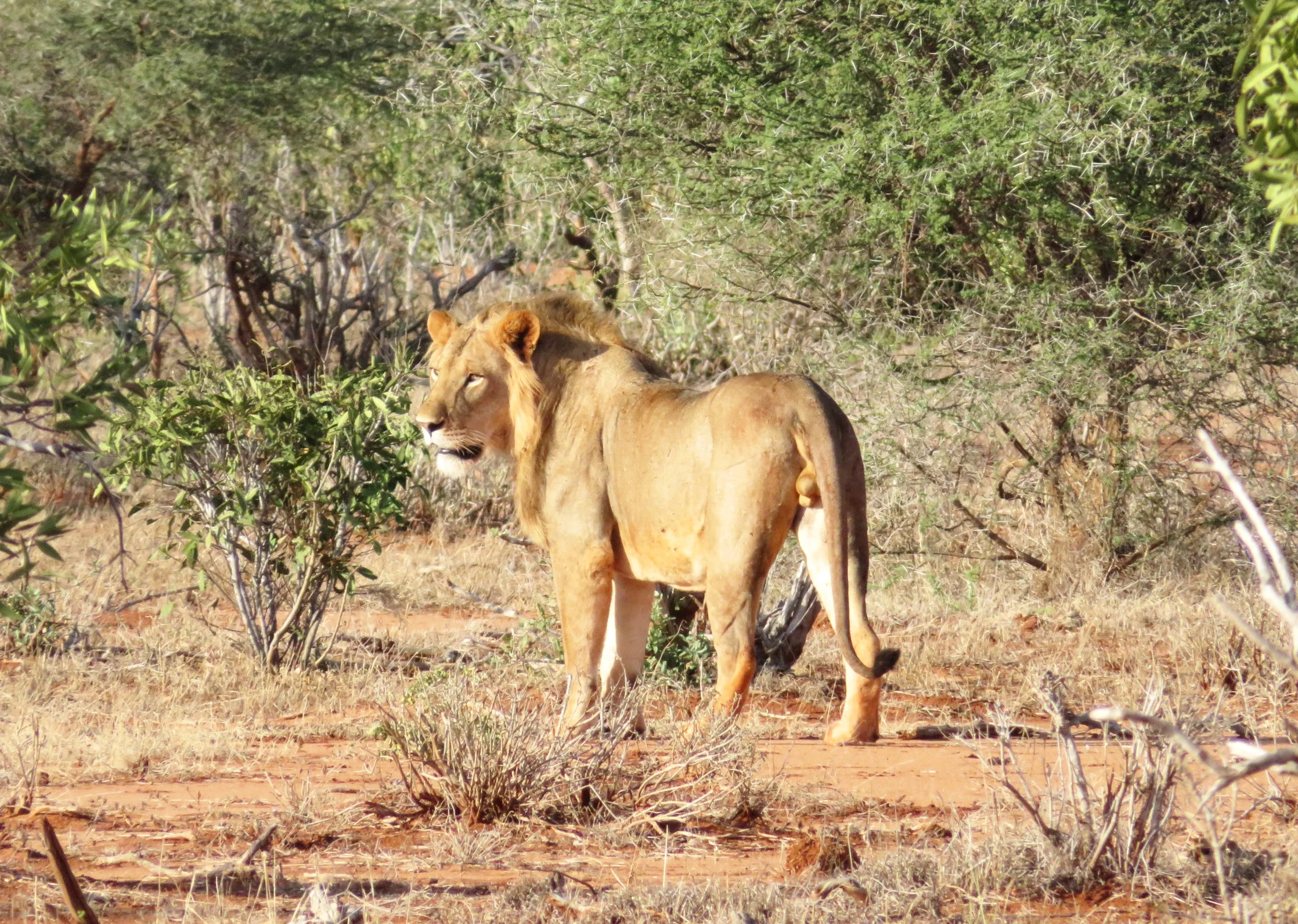 Lion Tsavo East National Park