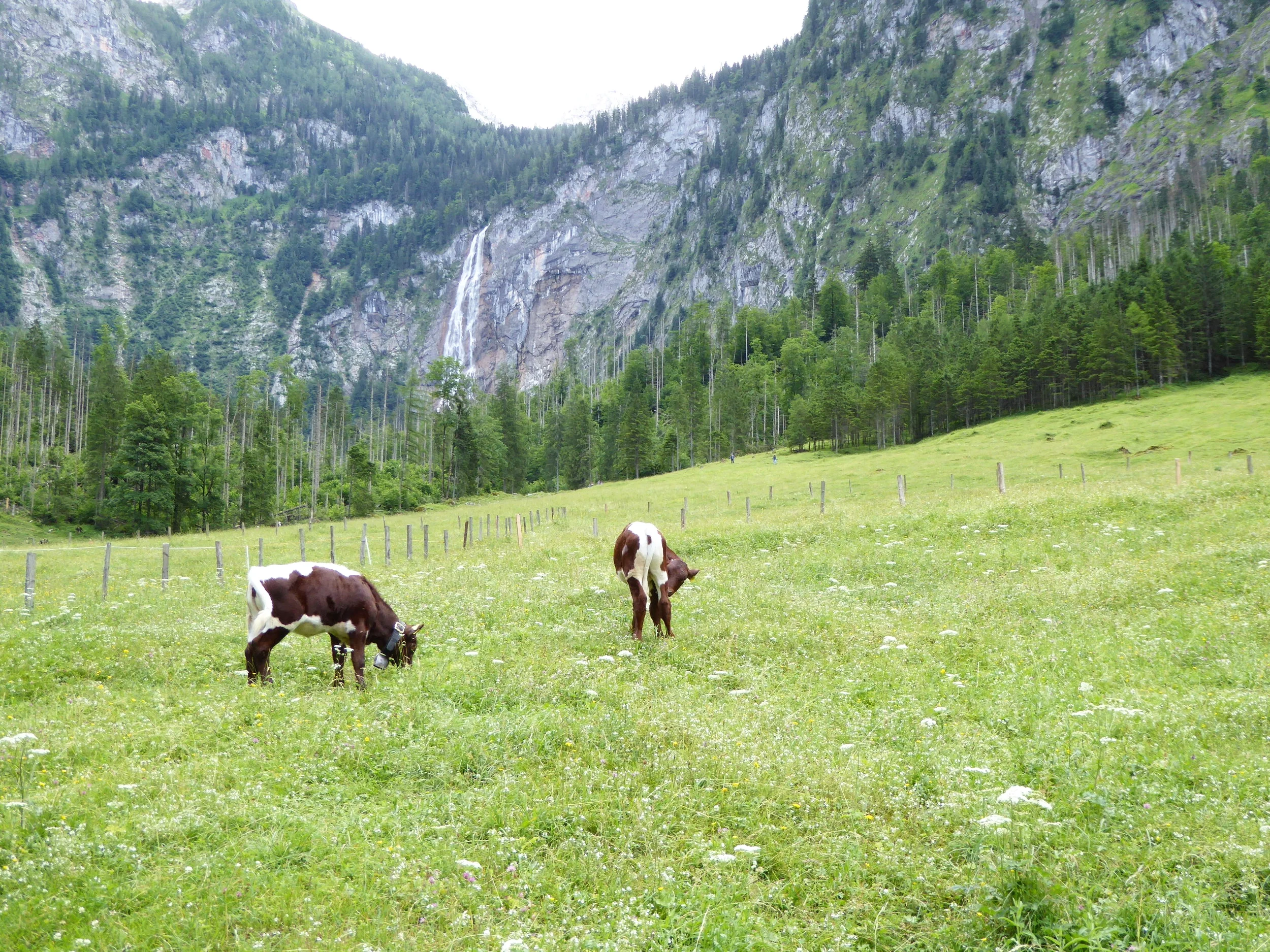 Konigsee Lake, Happy Cows