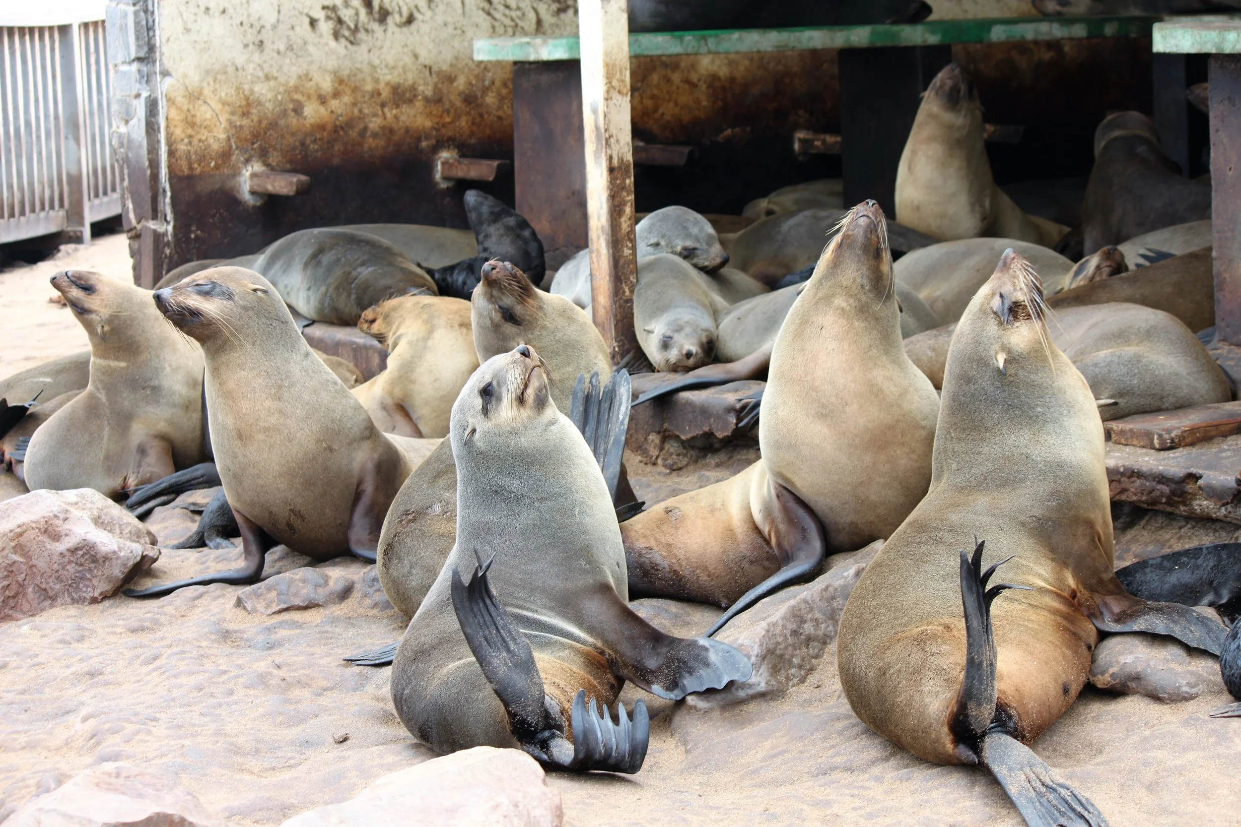 Cape Cross Seal Reserve