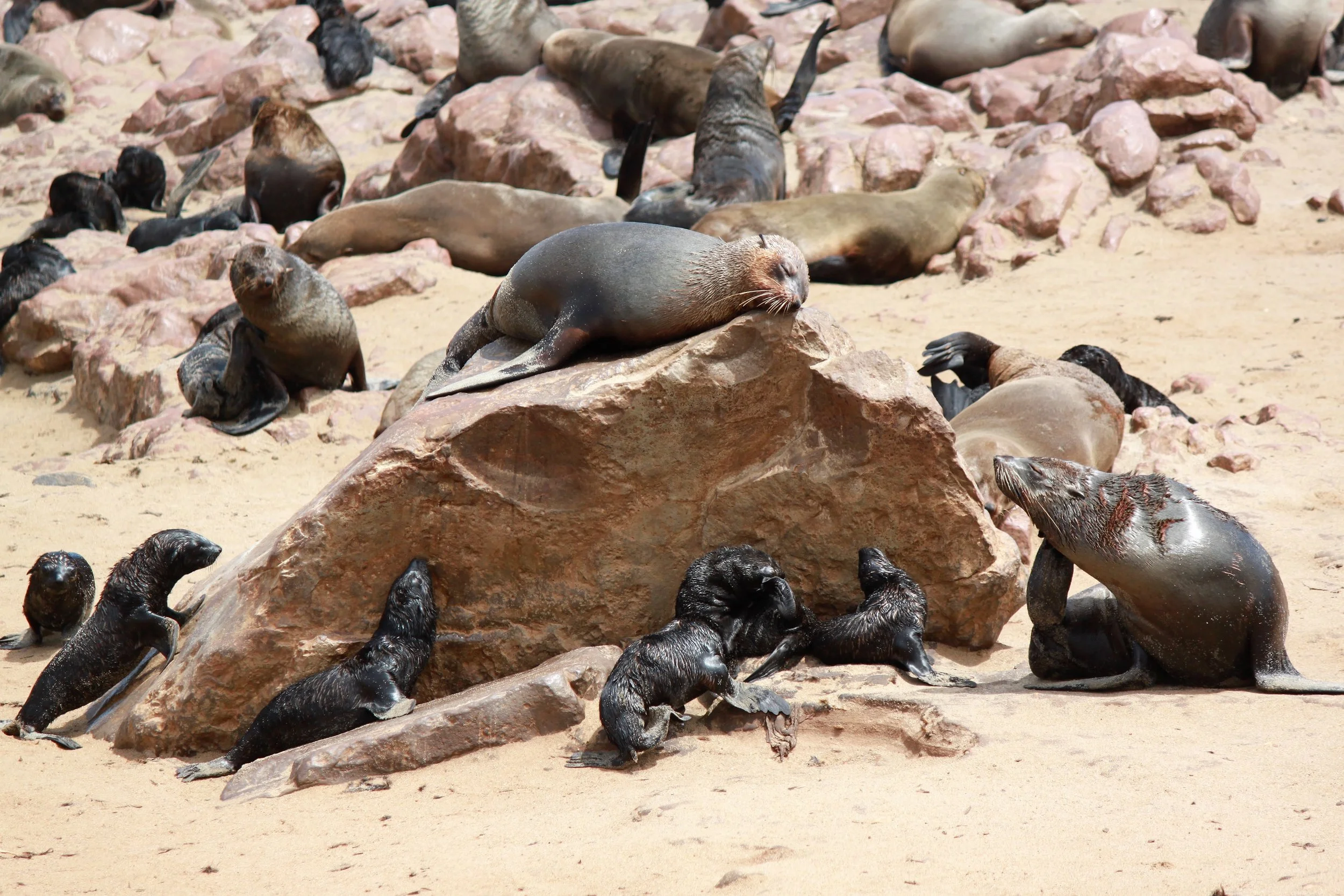 Cape Cross Seal Reserve