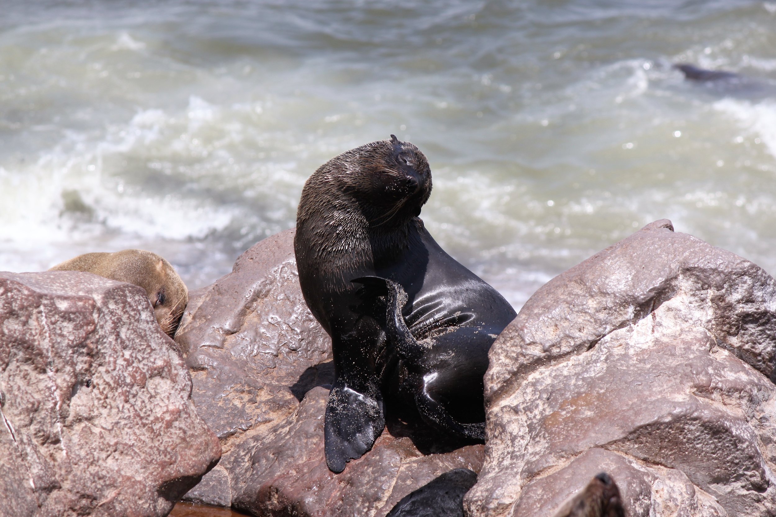 Cape Cross Seal Reserve