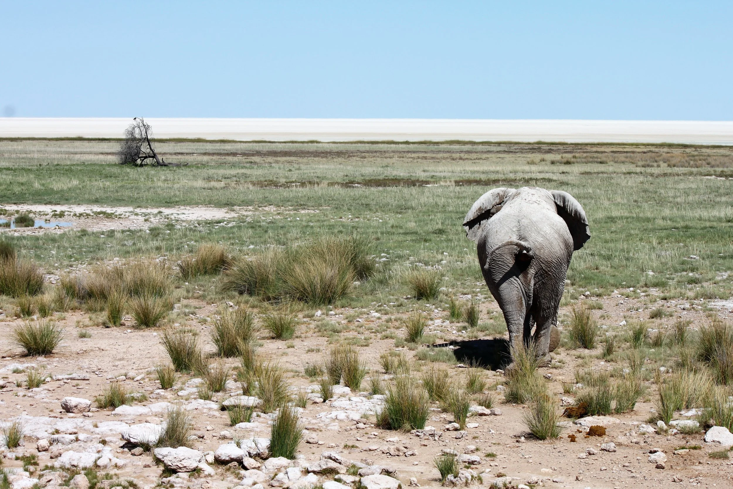 Etosha National Park