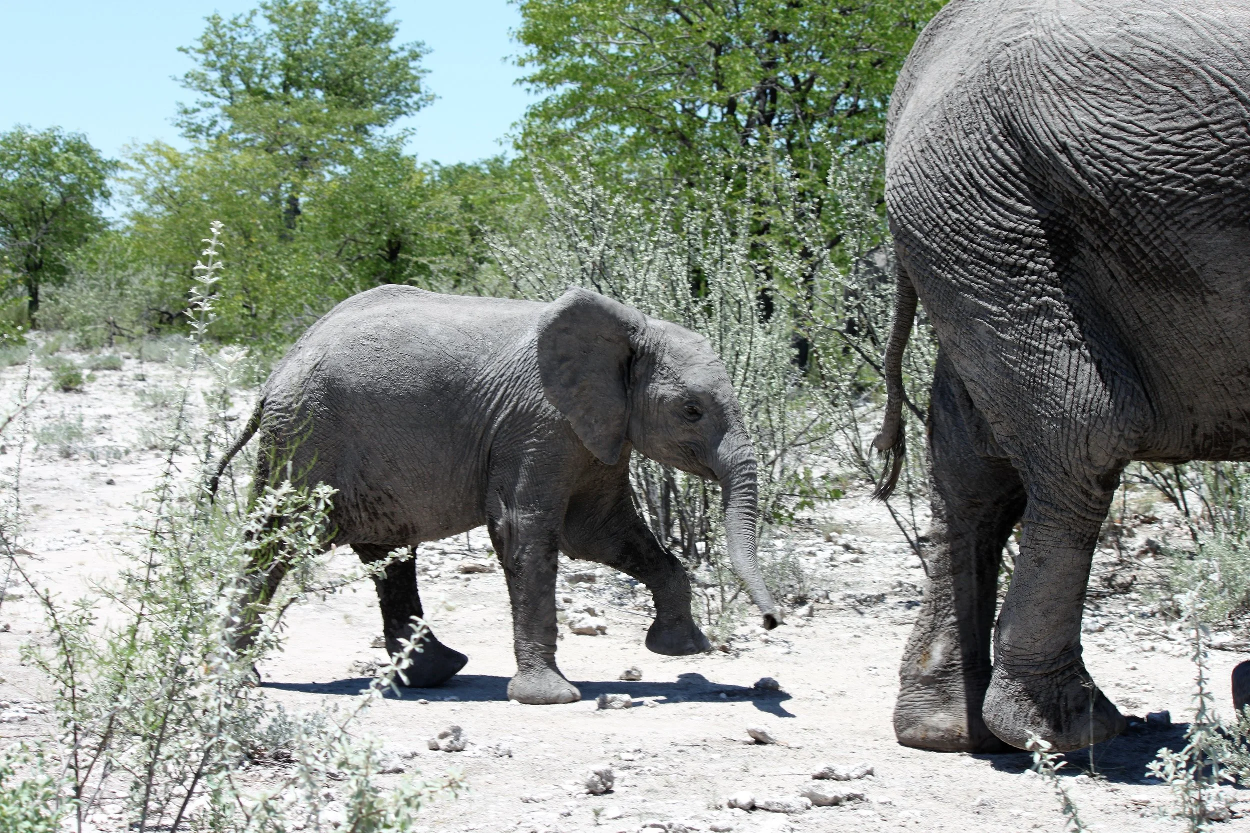 Etosha National Park