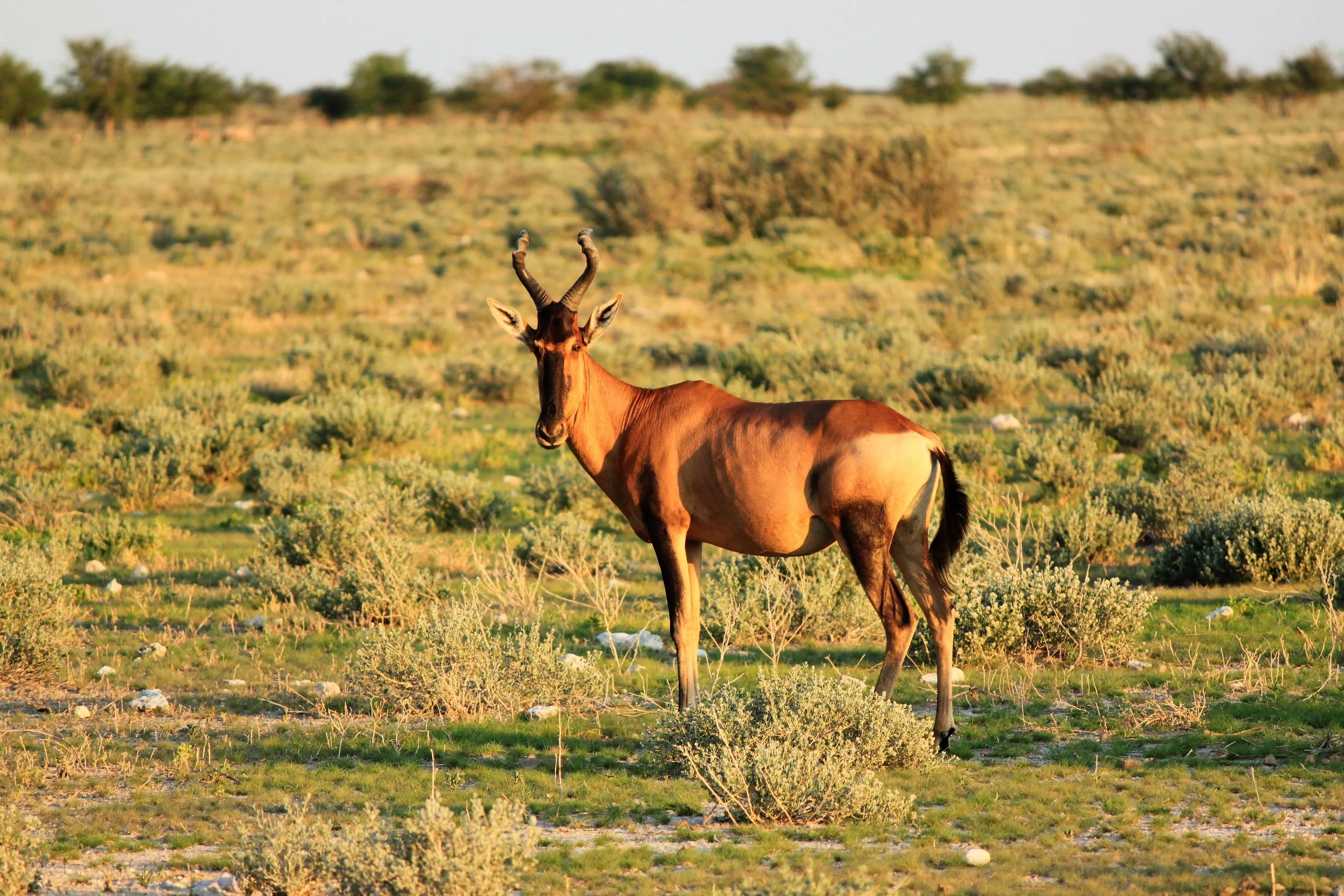 Red Hartebeest