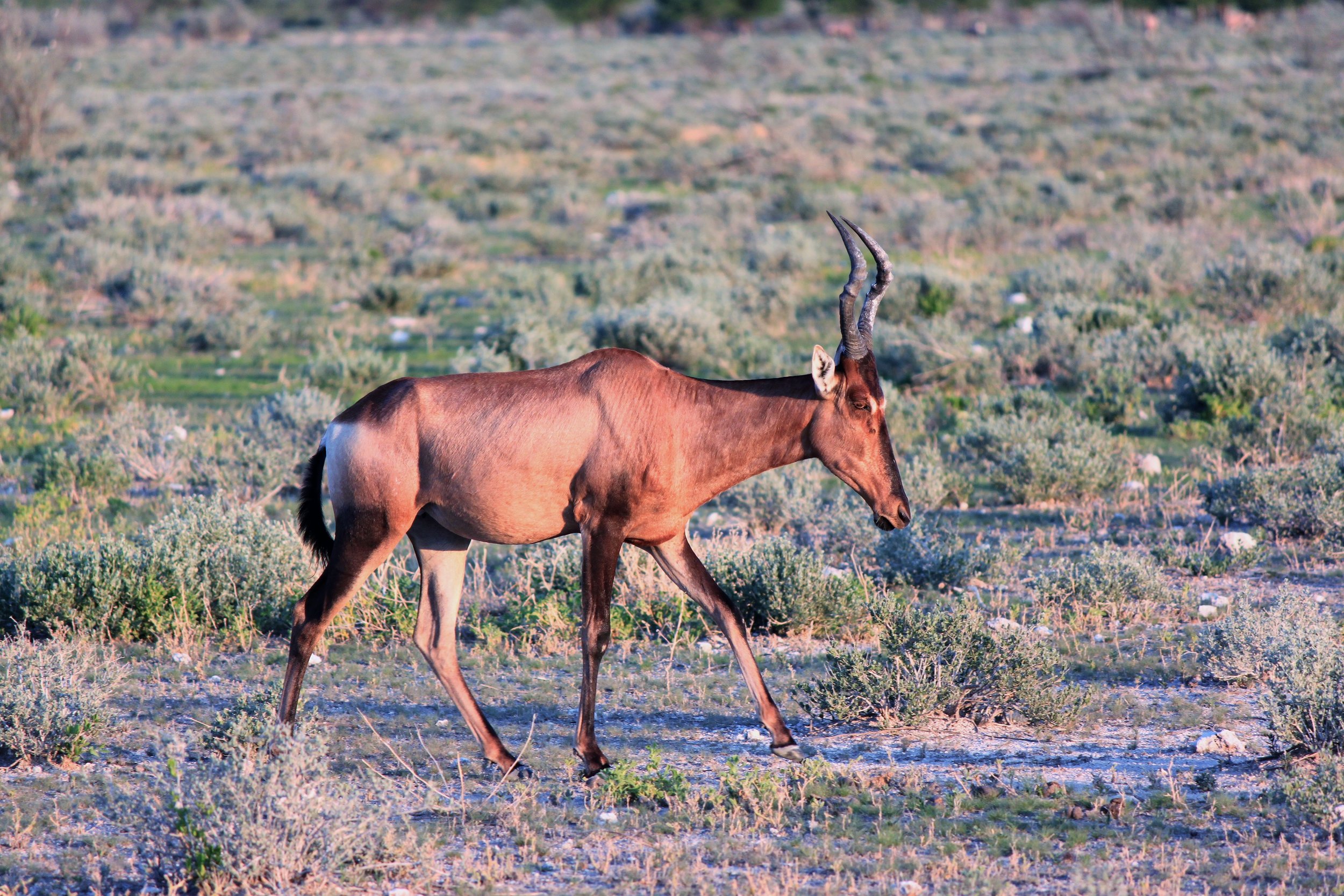 Red Hartebeest