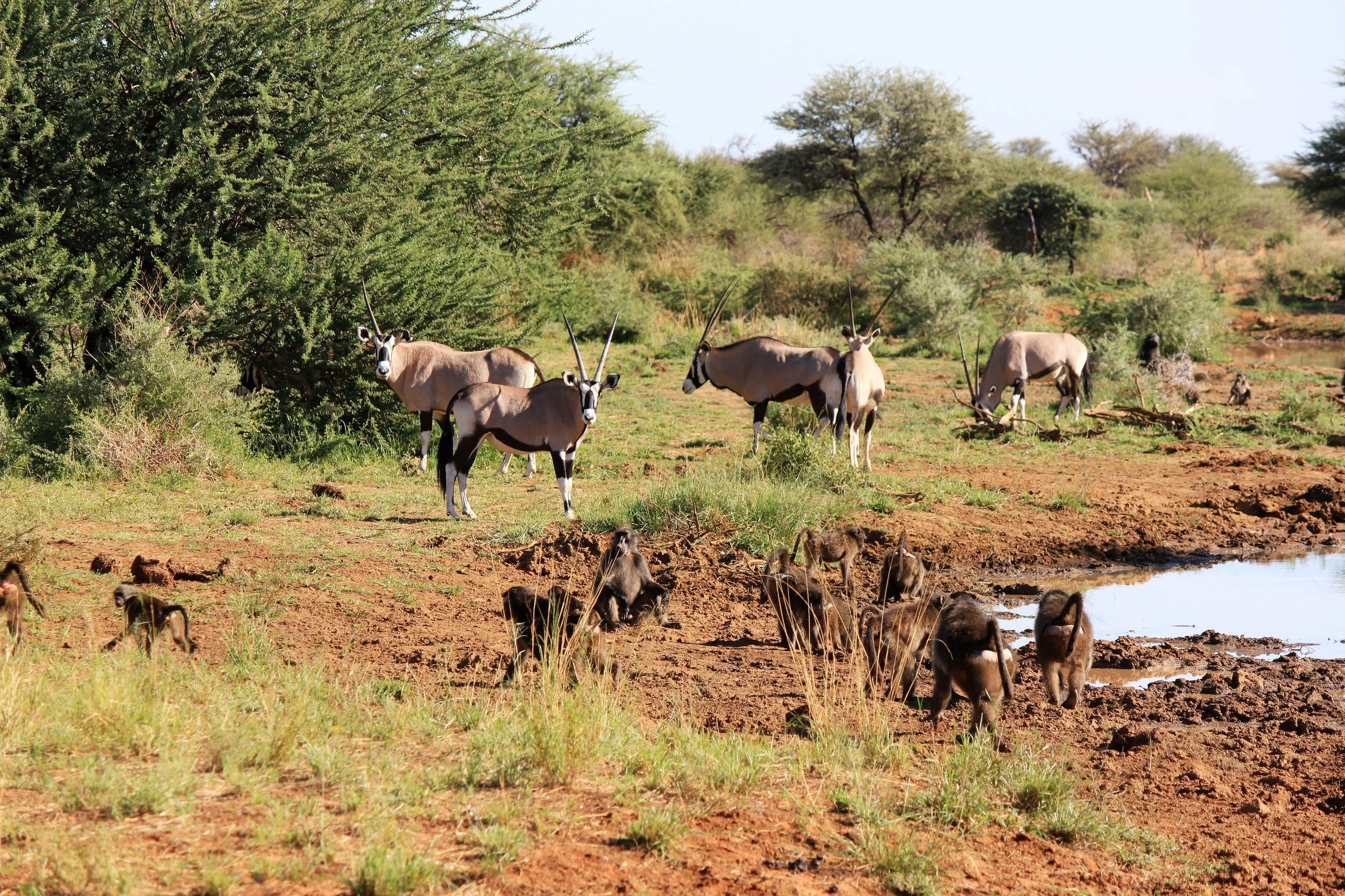 Erindi Private Game Reserve