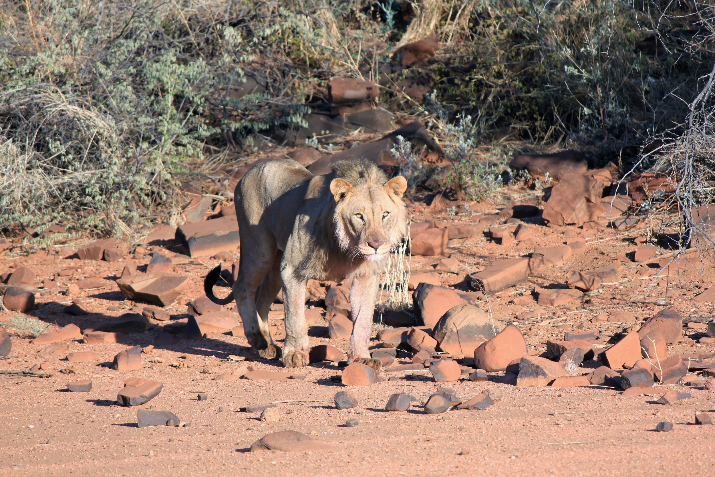 Male Lion After A Hunt