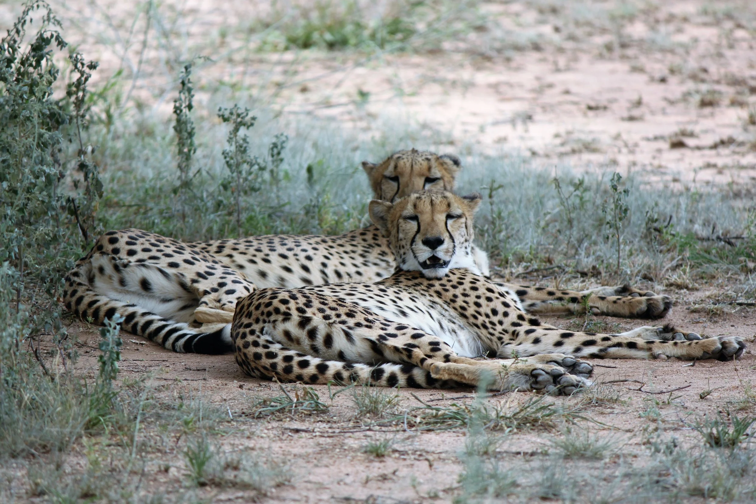 Cheetah Conservation Fund
