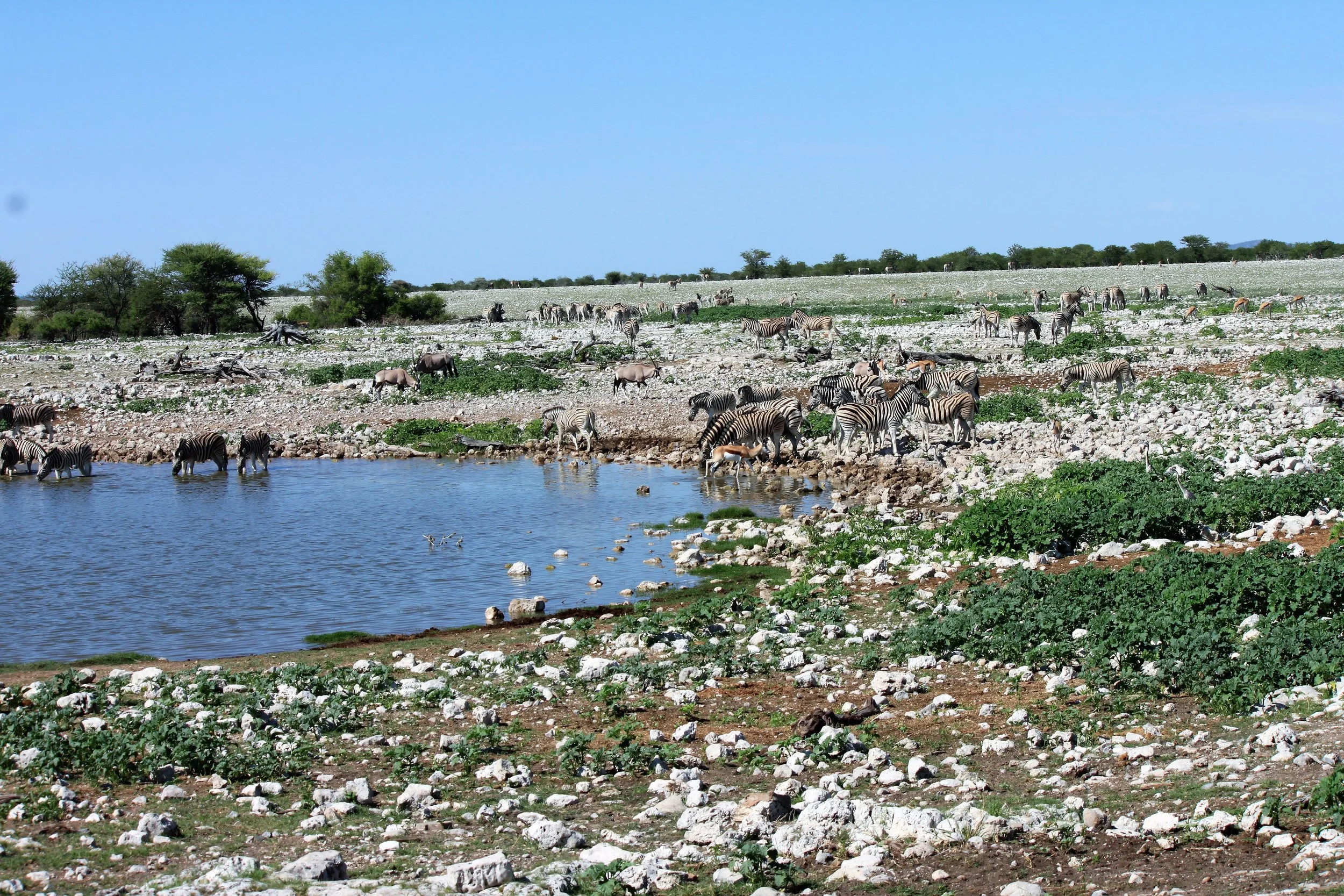 Etosha National Park