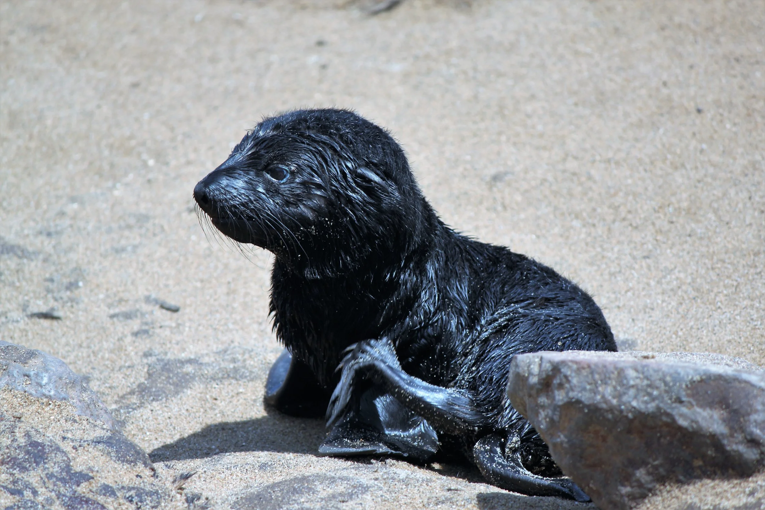 Cape Cross Seal Reserve