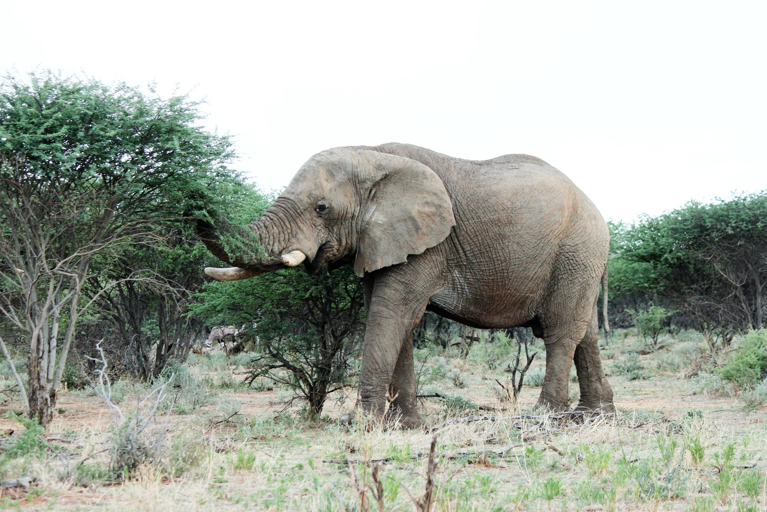Erindi Priate Game Reserve