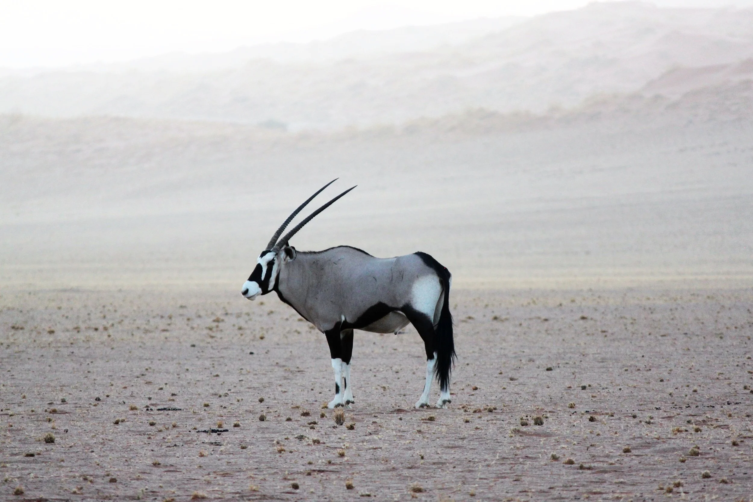 Gemsbok