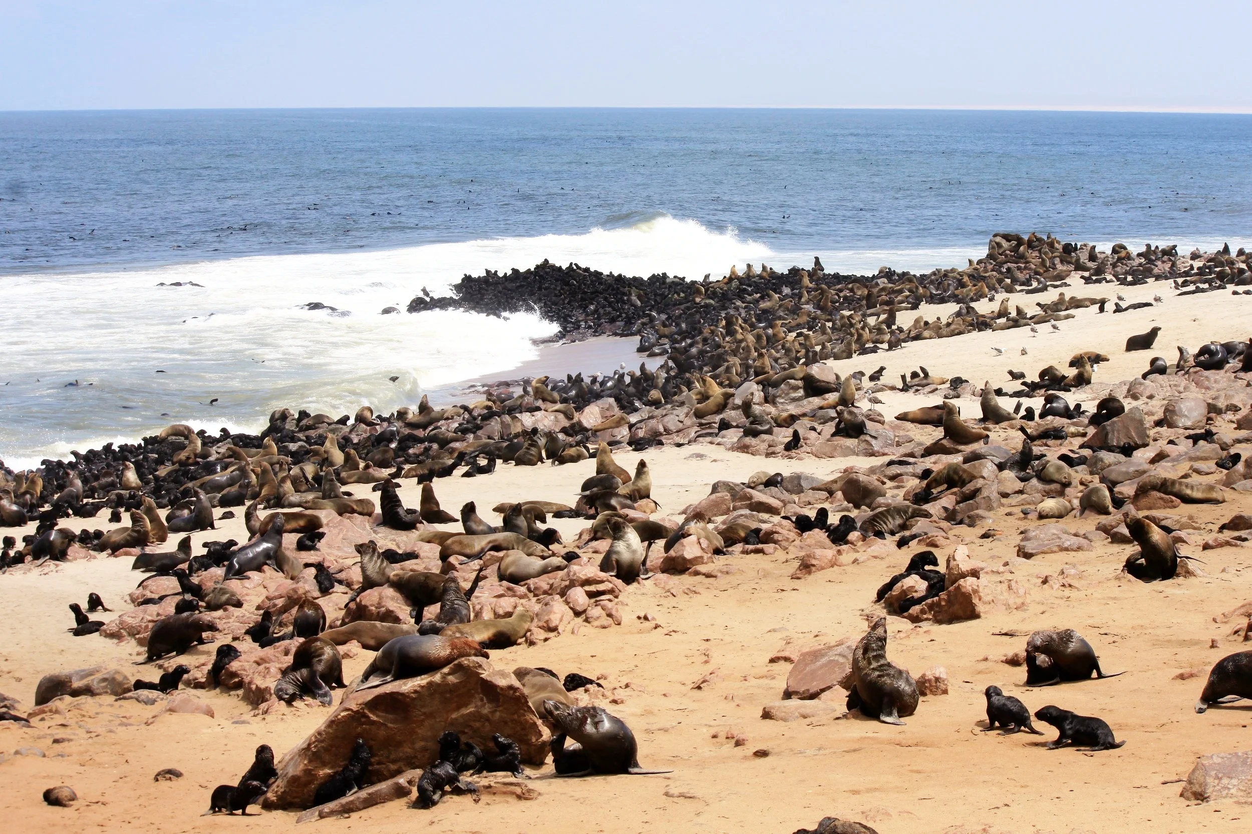 Cape Cross Seal Reserve