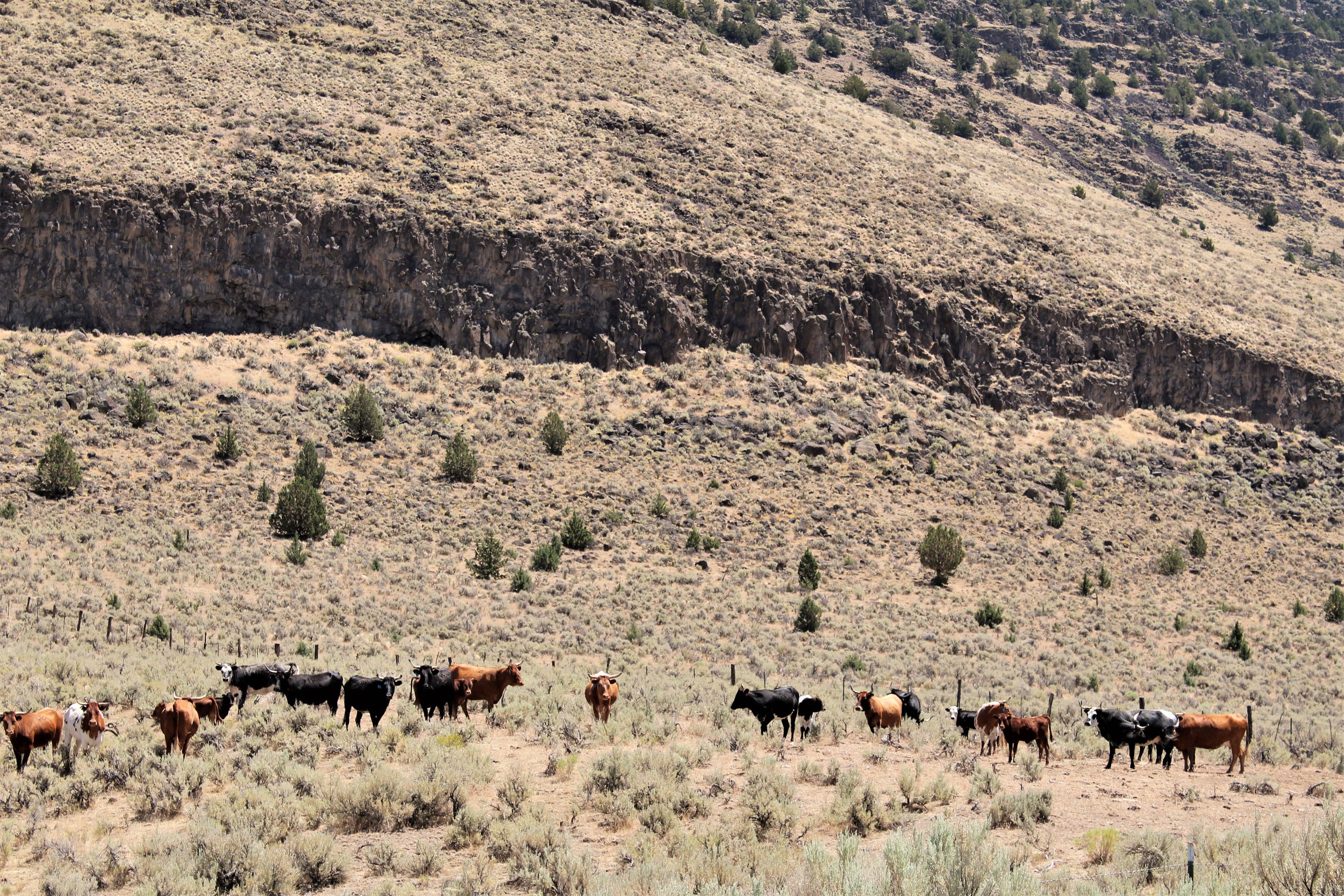 Harney County Cattle