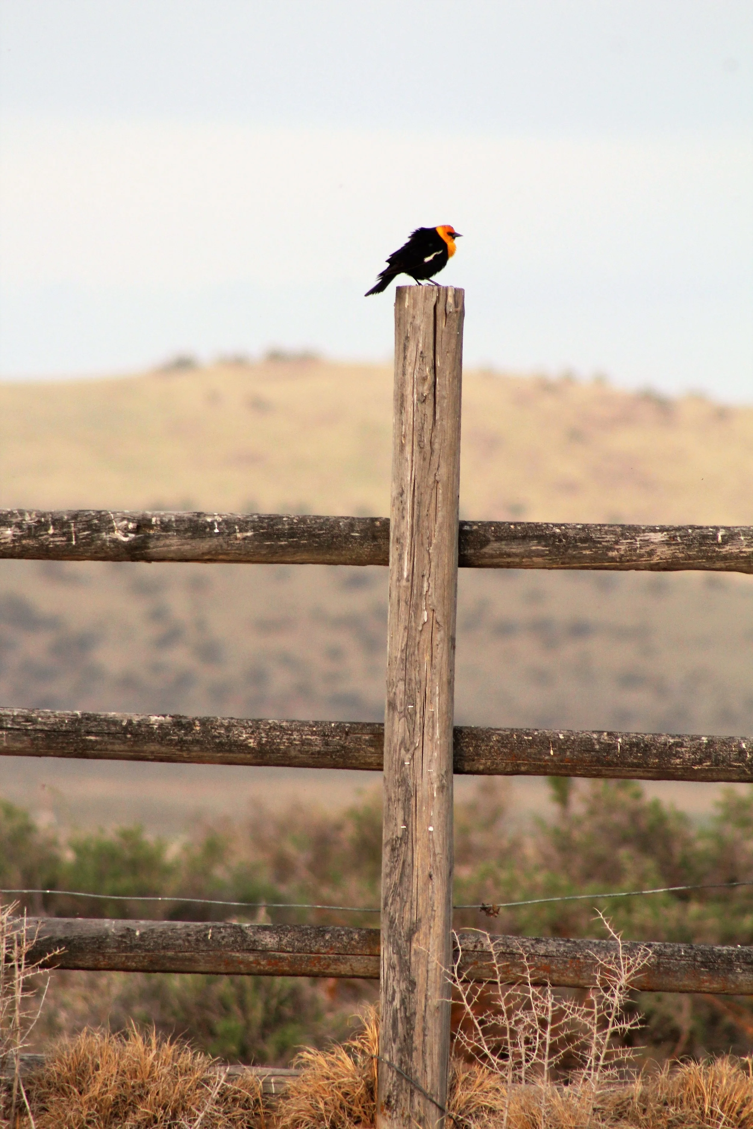 Malheur Wildlife Refuge