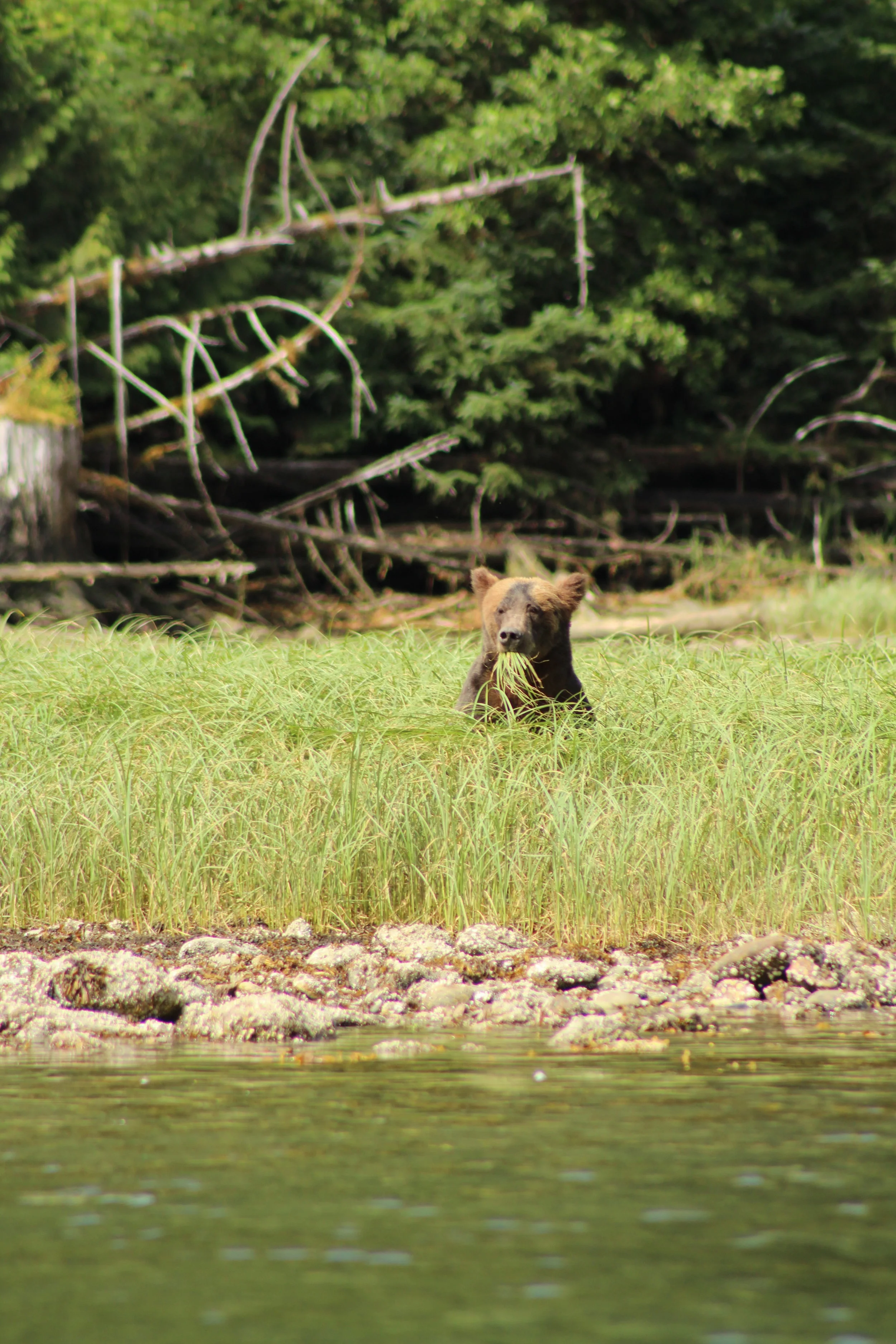 Great Bear Rainforest