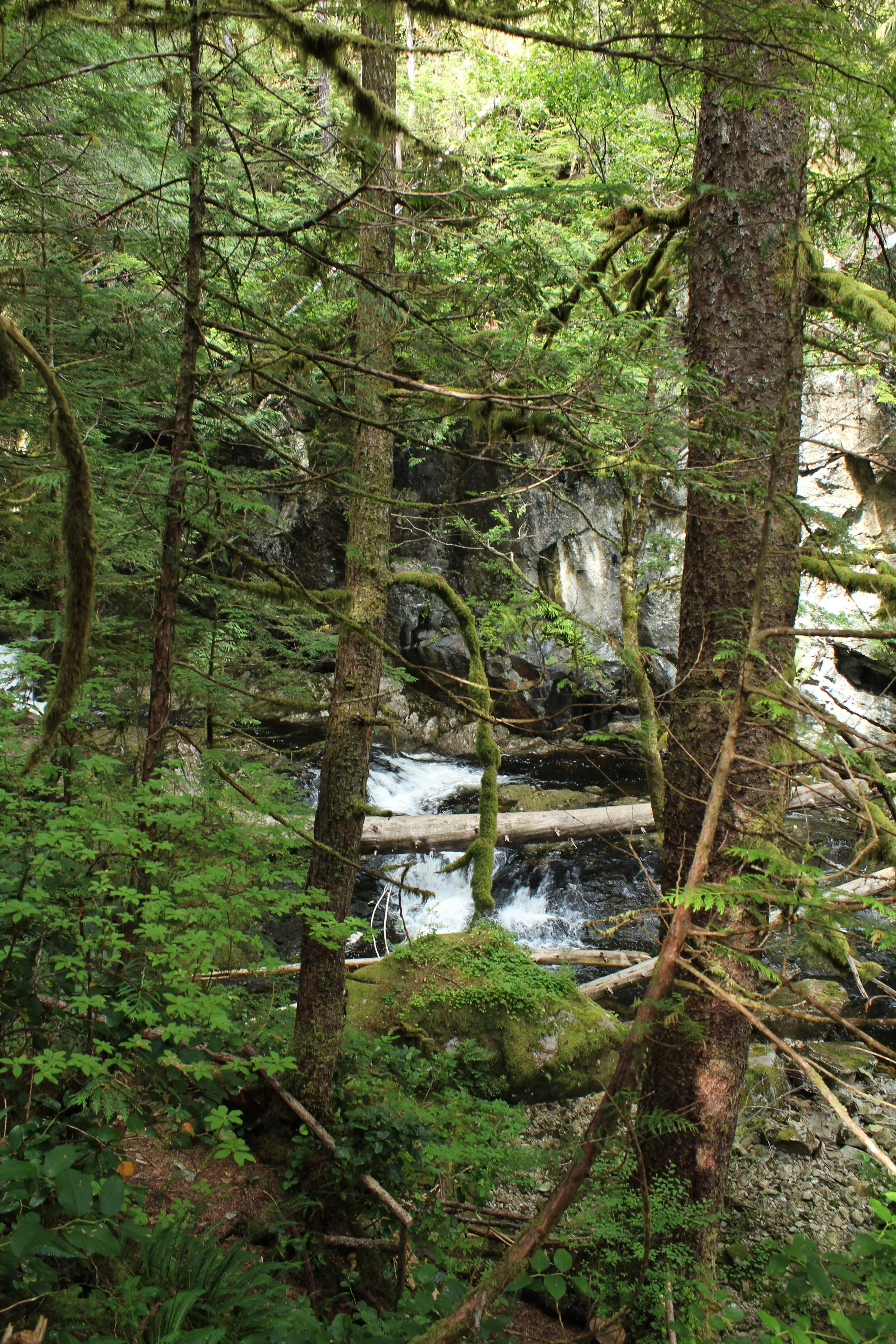 Great Bear Rainforest