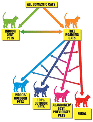 Indoor Cats vs. Outdoor Cats