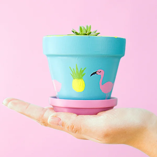 succulents-flamingo-pink.jpg