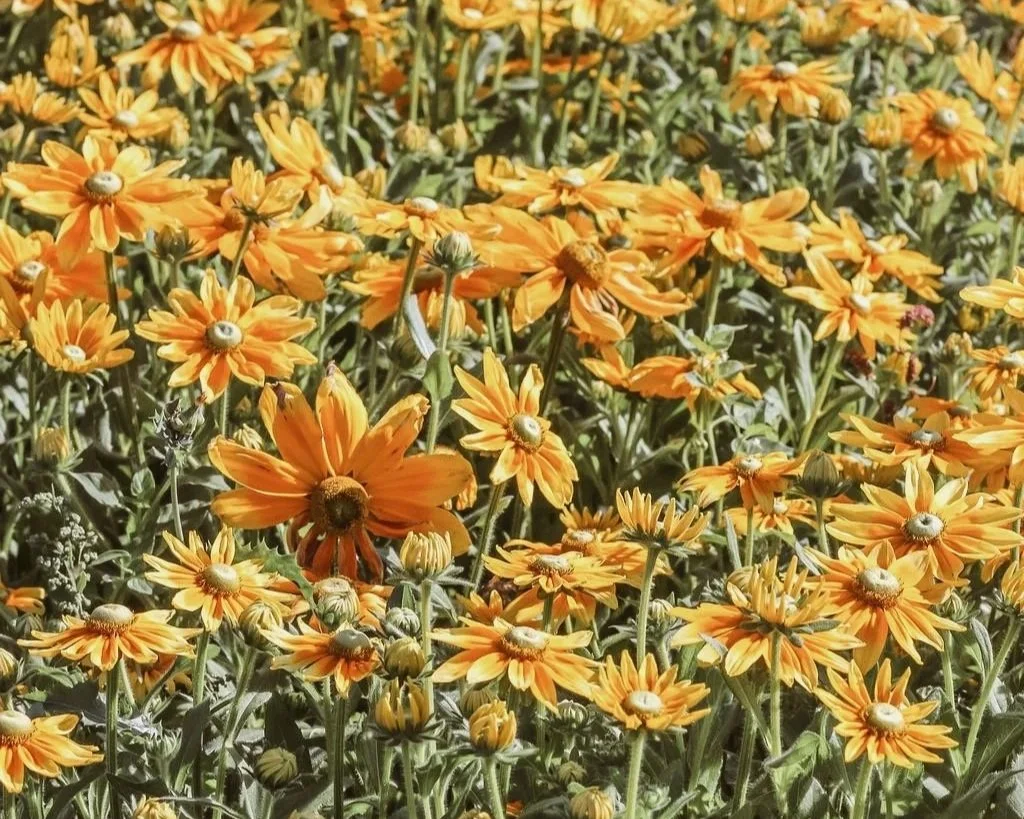 yellow flowers Andrea Marvan x heiter.jpg