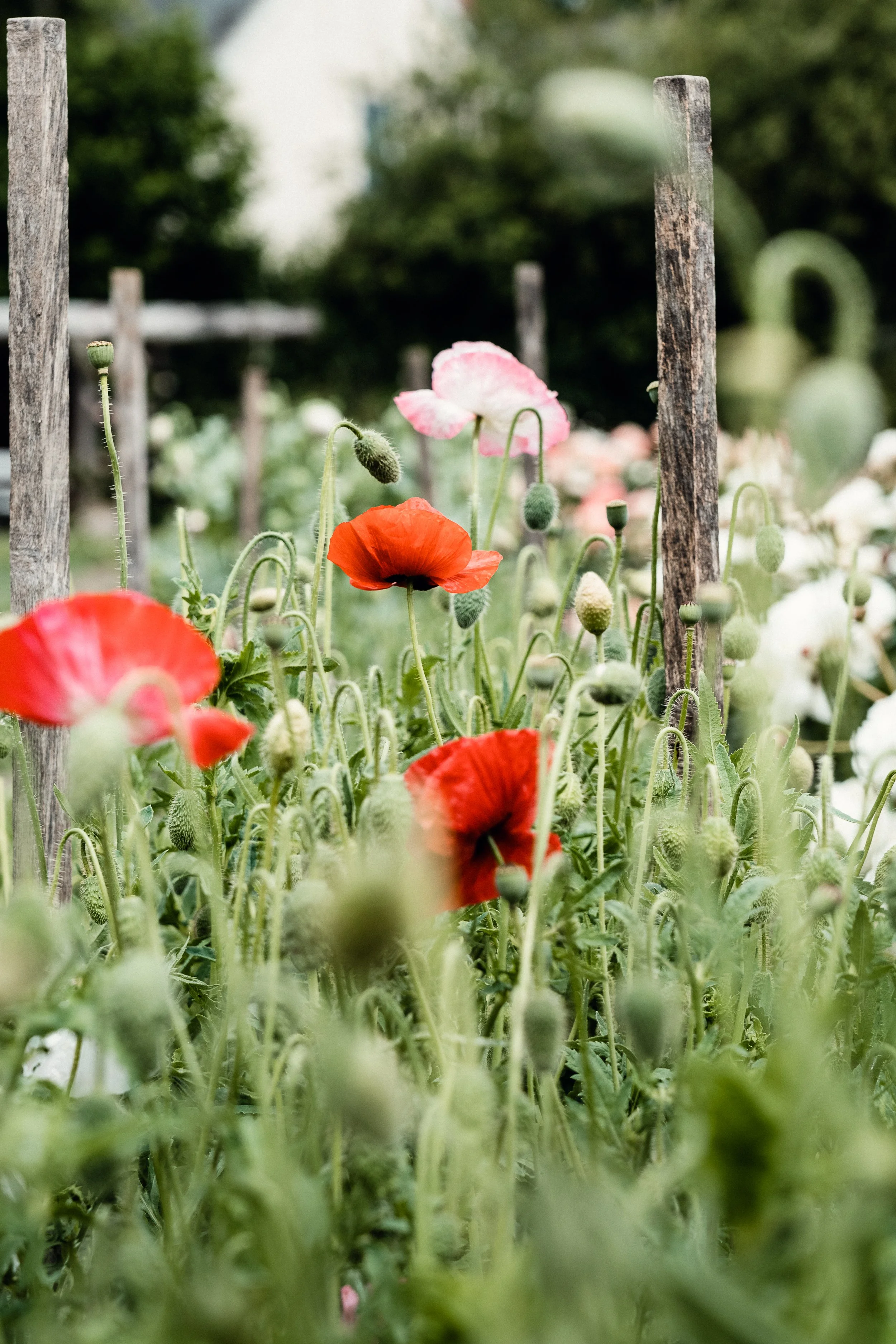 Heiter Session: Heiter Society Summer Session