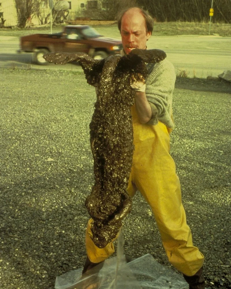 800px-Dead_otter_-_Valdez_spill.jpg