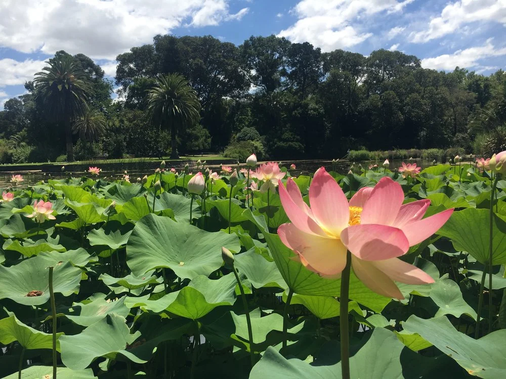 Oh Melbourne, You So Pretty