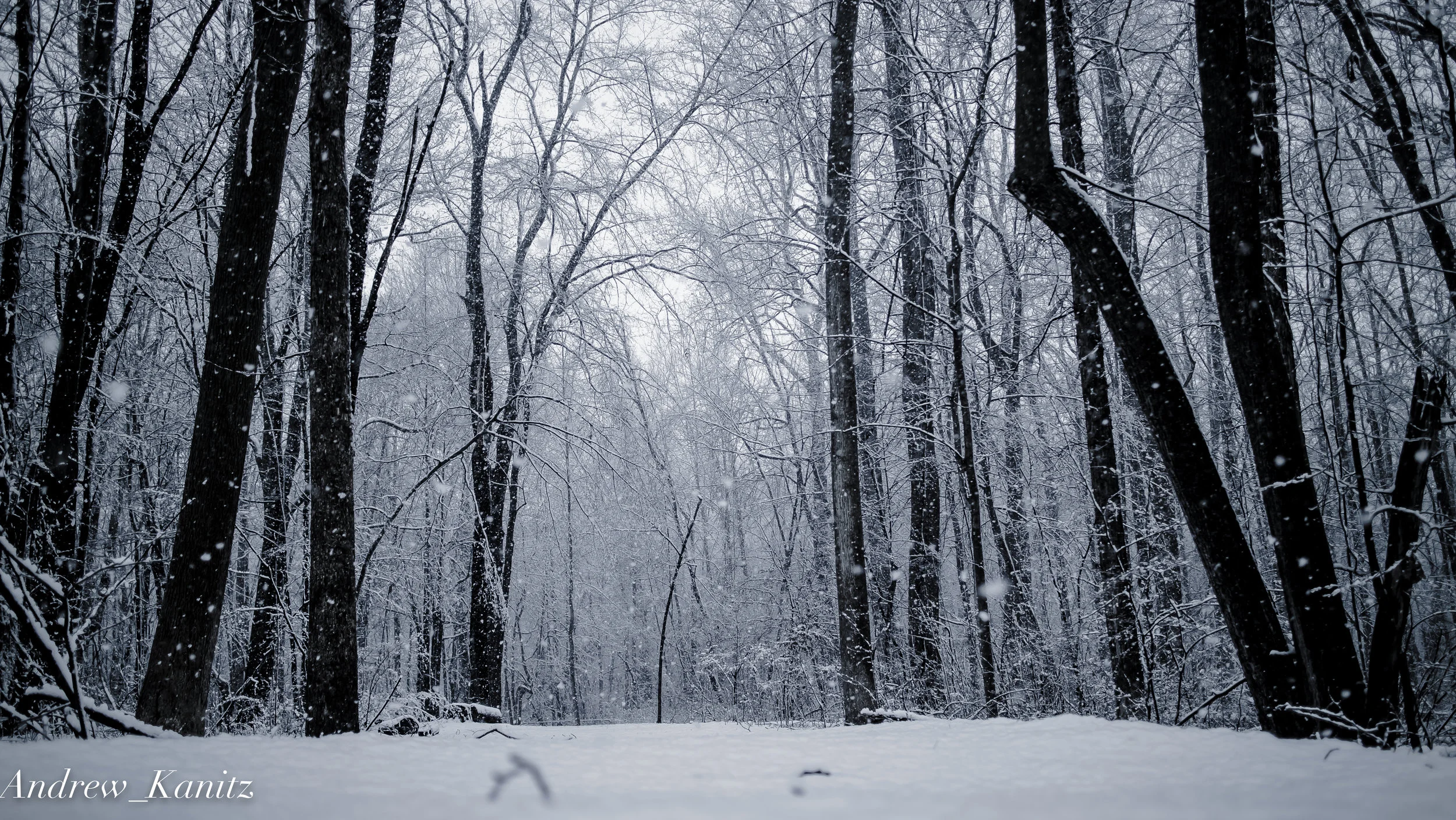 Snowy Path