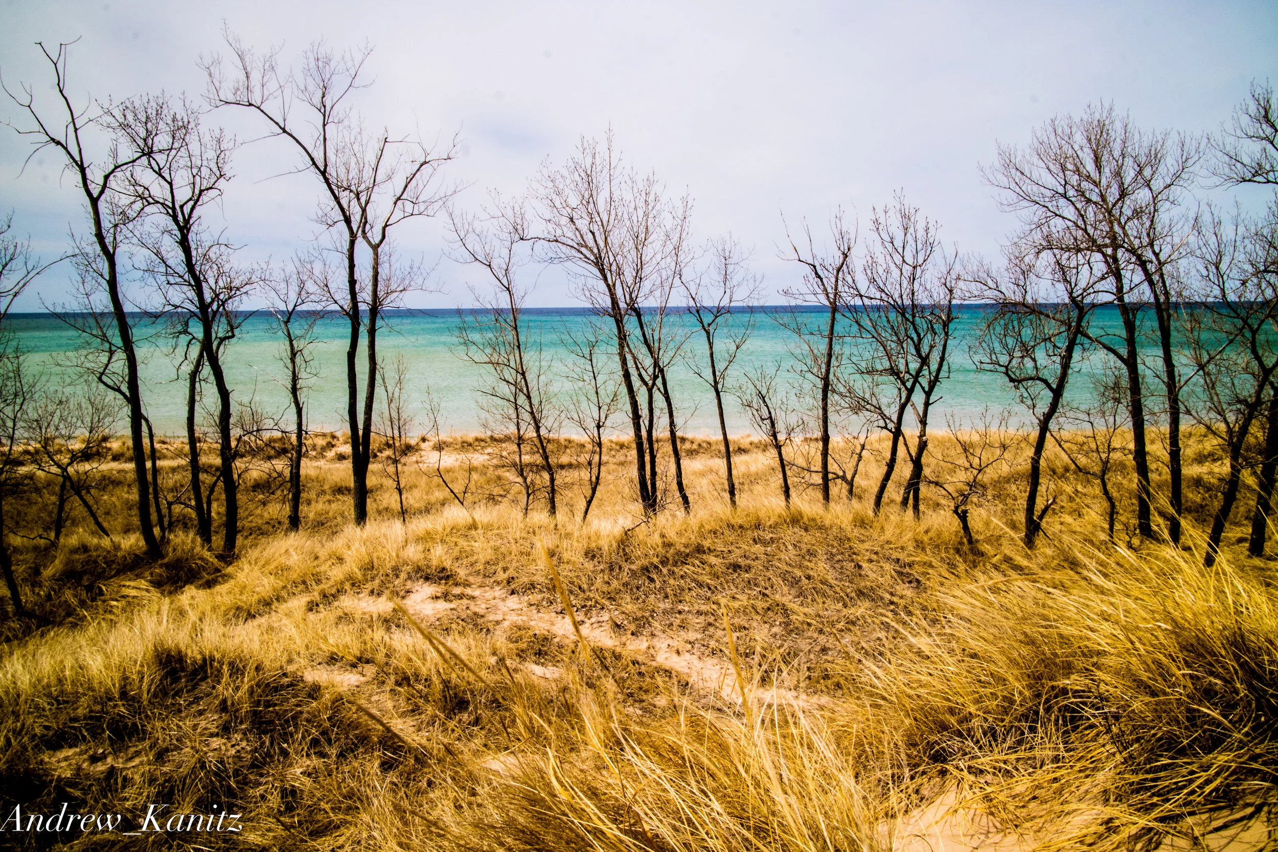 Beach Trees