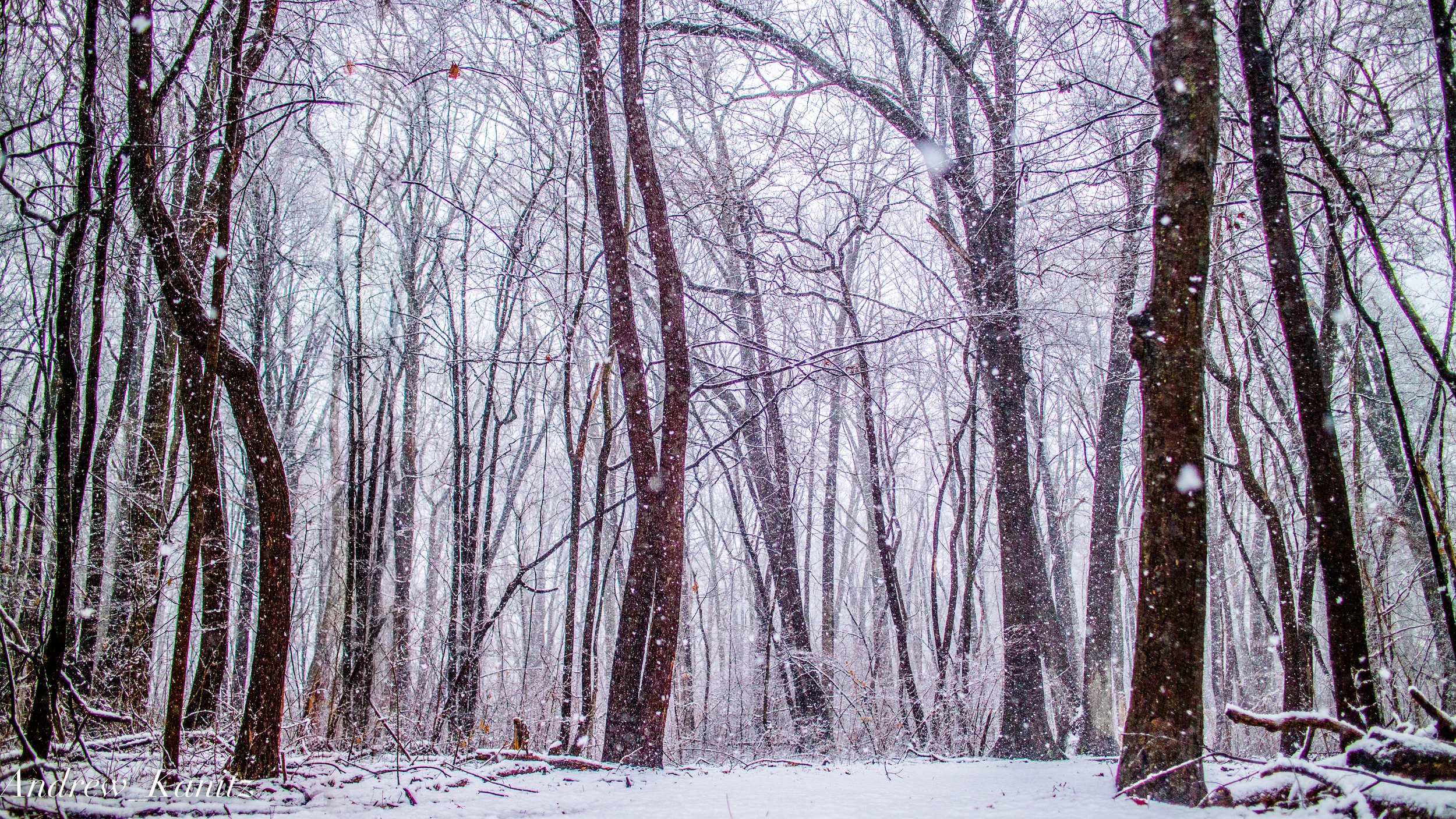 Into the Trees