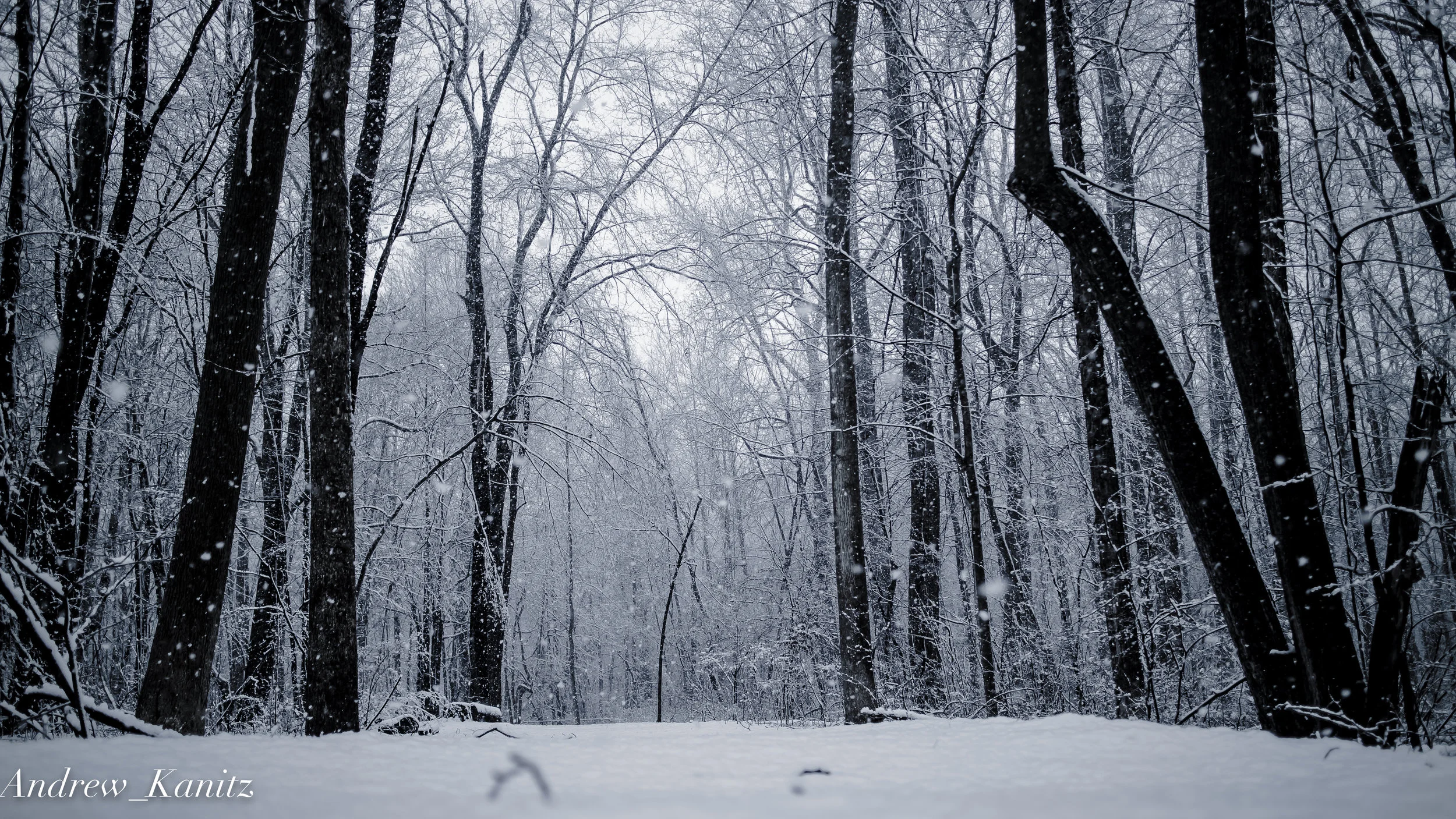 Snowy Path