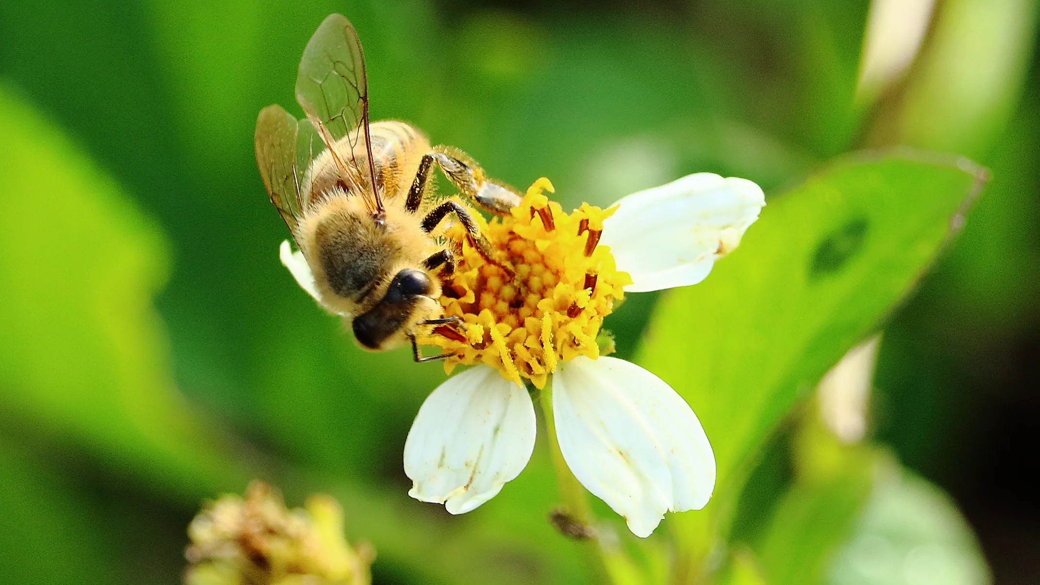 Bee!