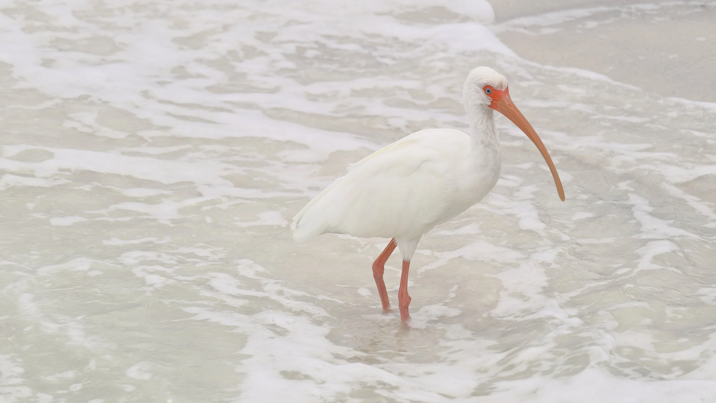 Florida Bird