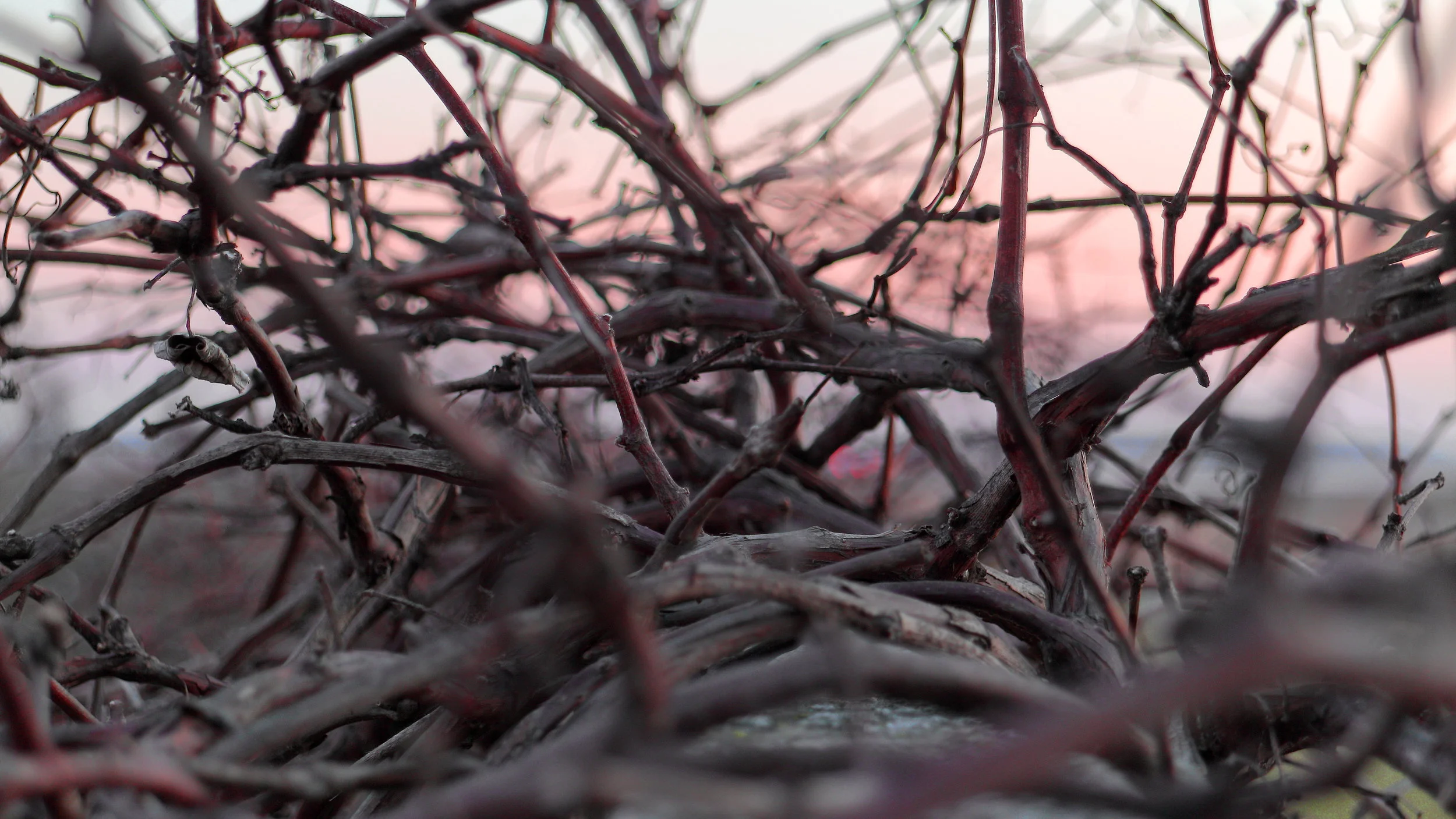Michigan Vines