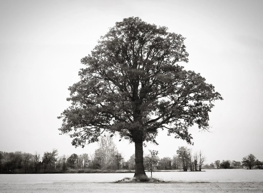 Bold Tree