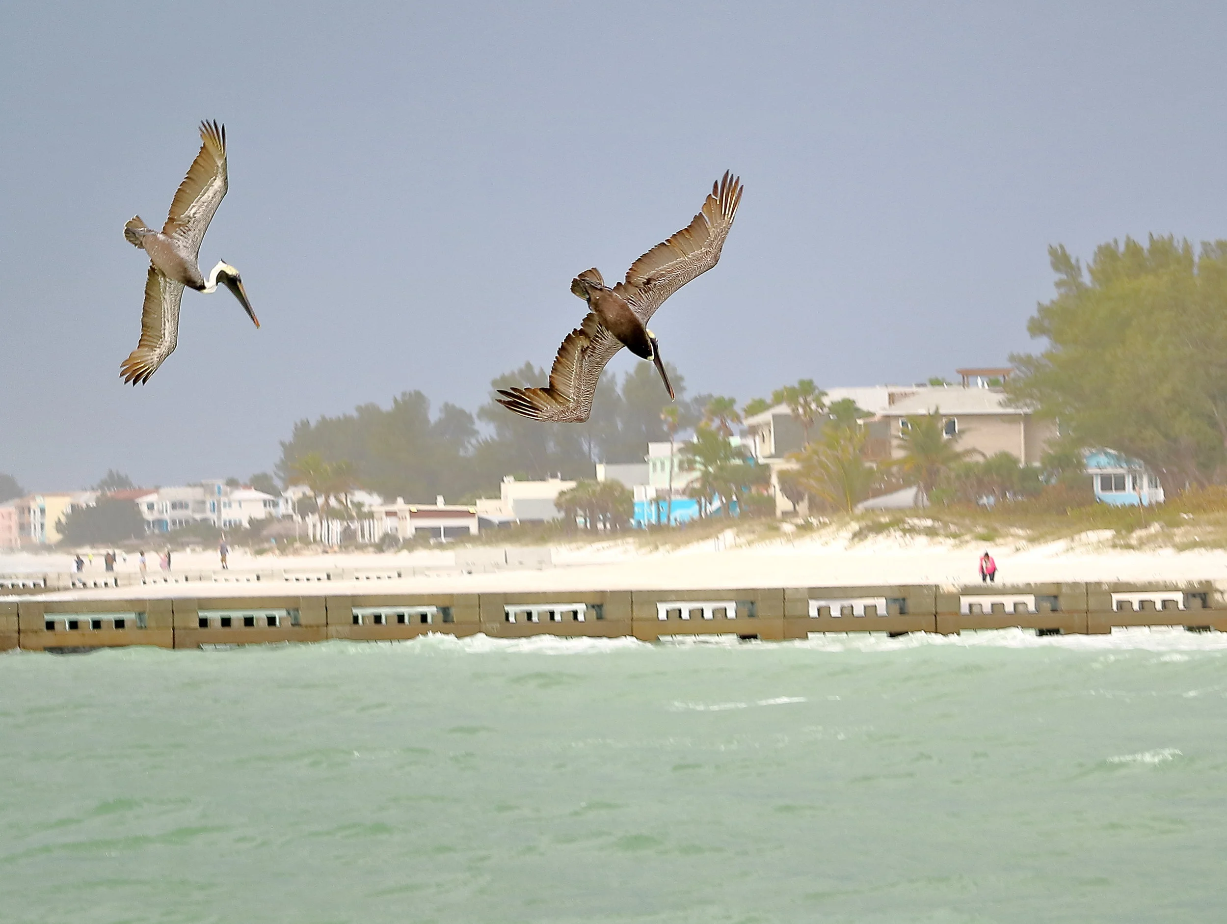 Pelican Dive