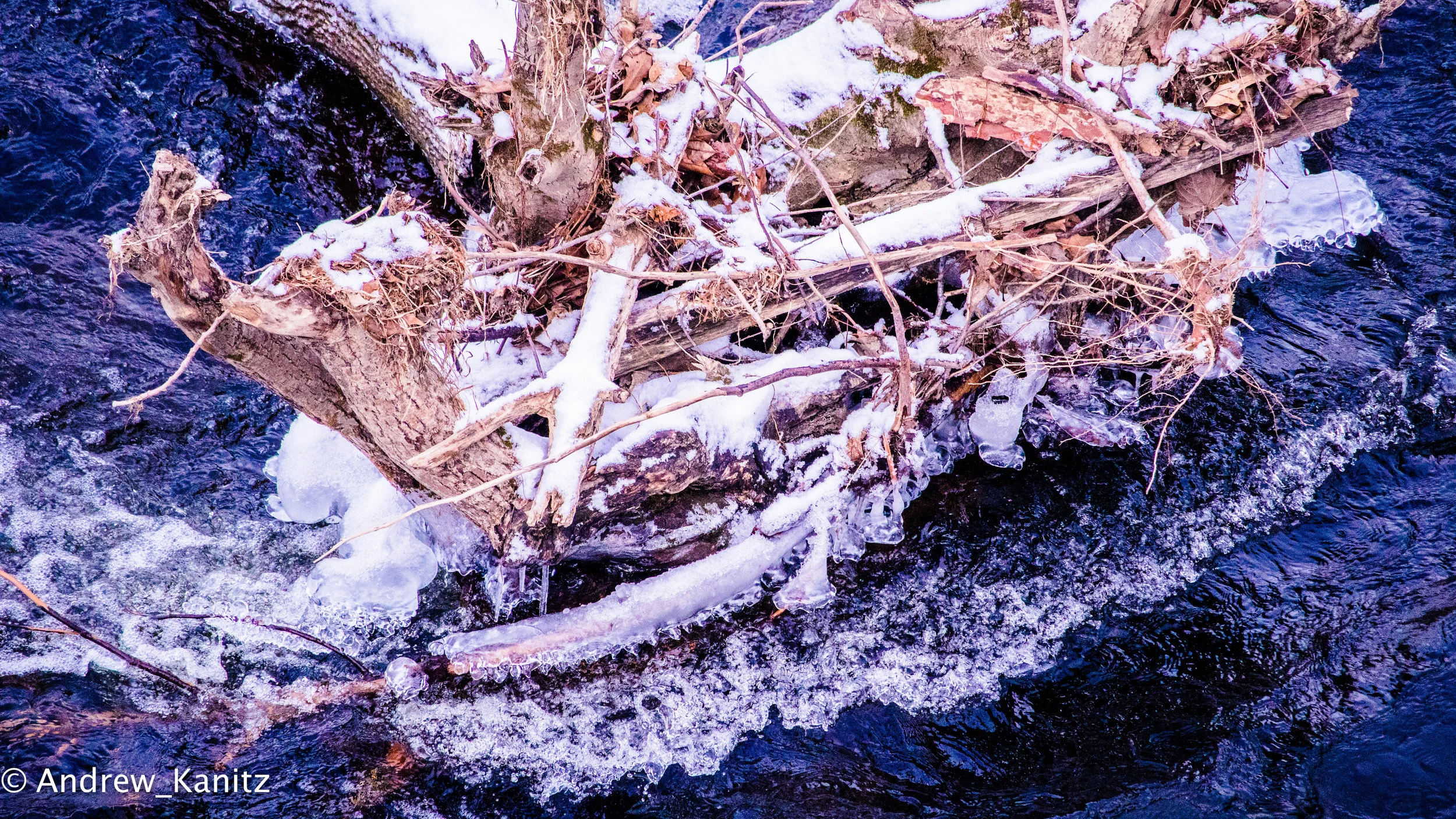 River Tree