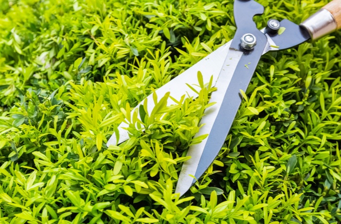 pruning-trees-shrubs.jpg