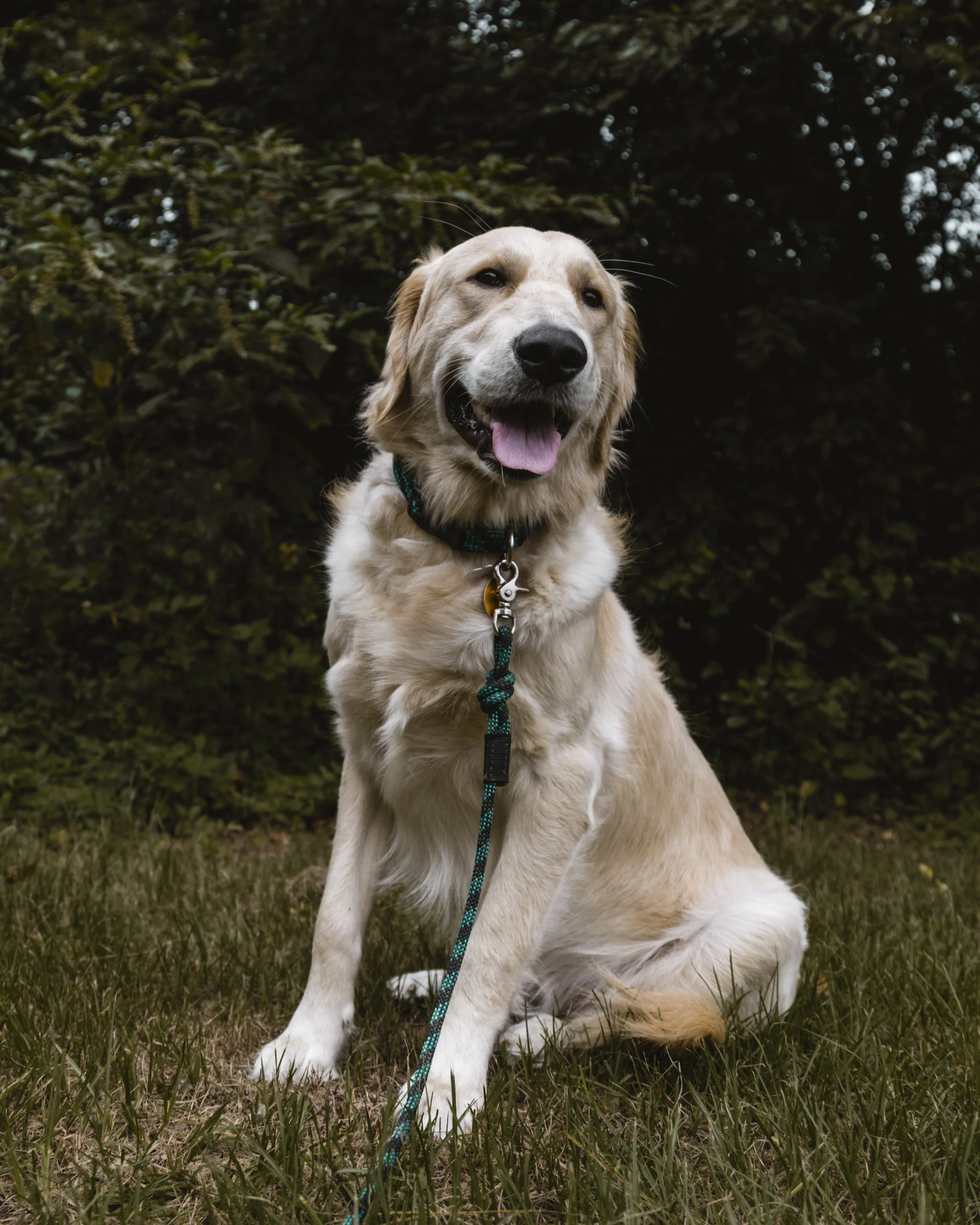 Dobby - 7-12-18.jpg