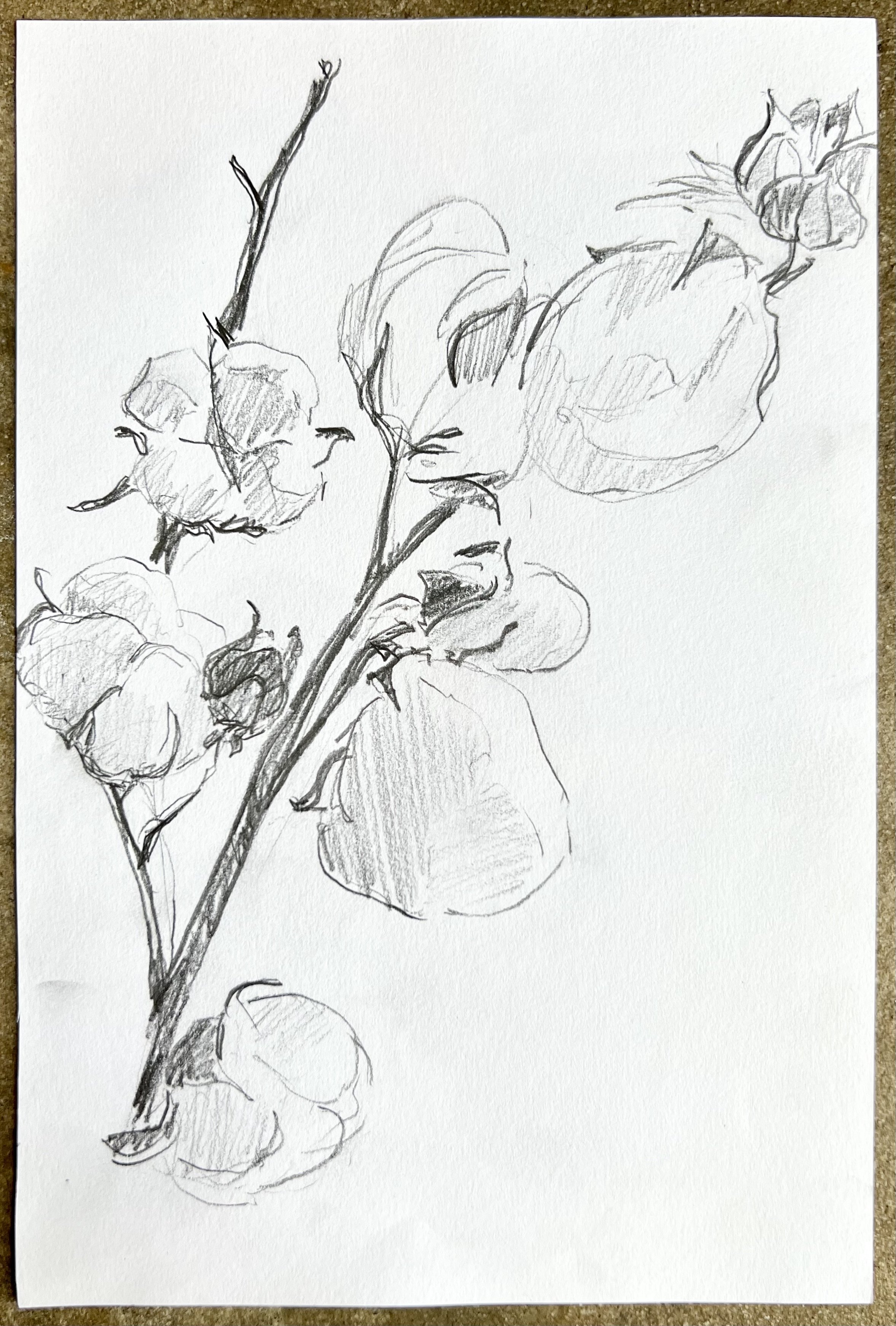 Cotton study i