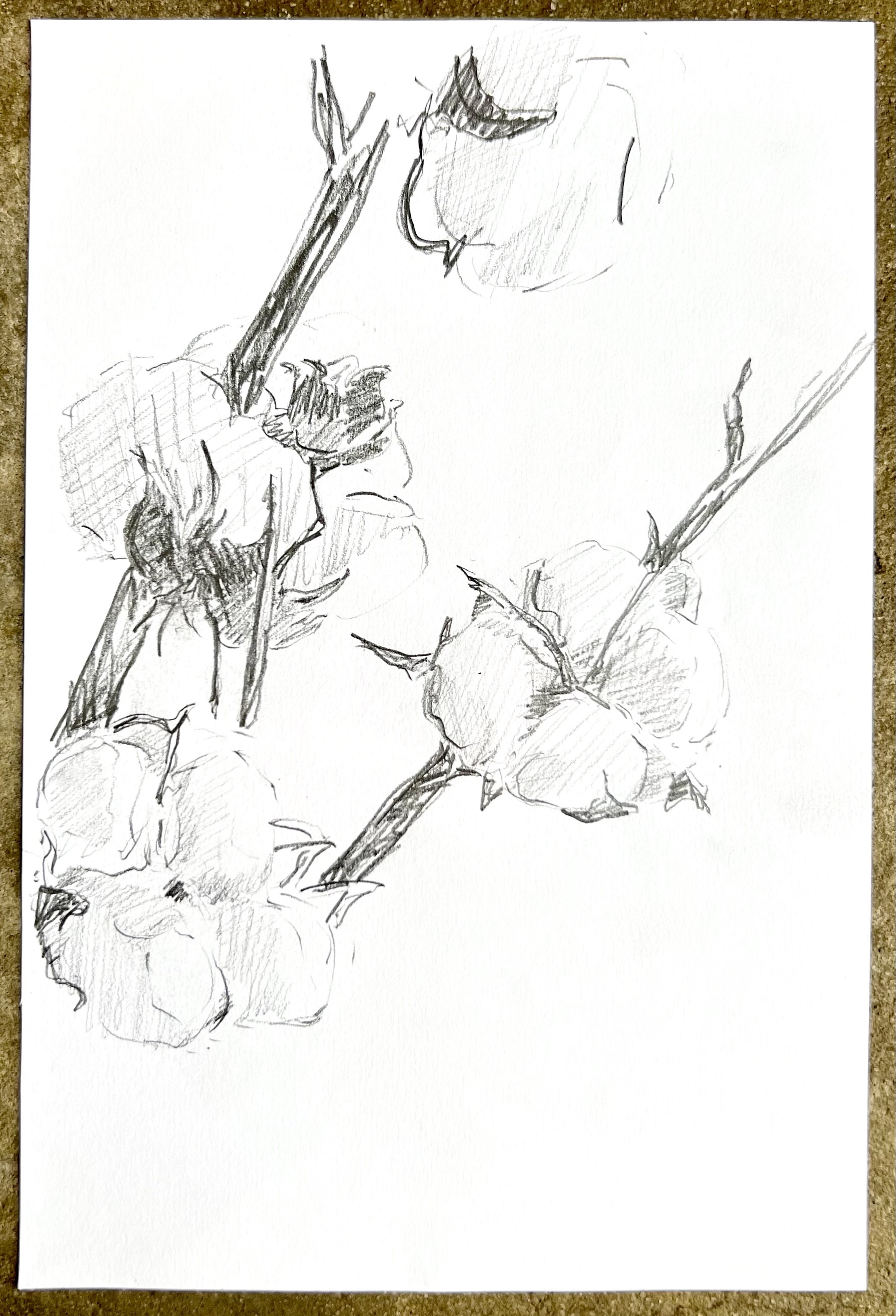 Cotton study iii